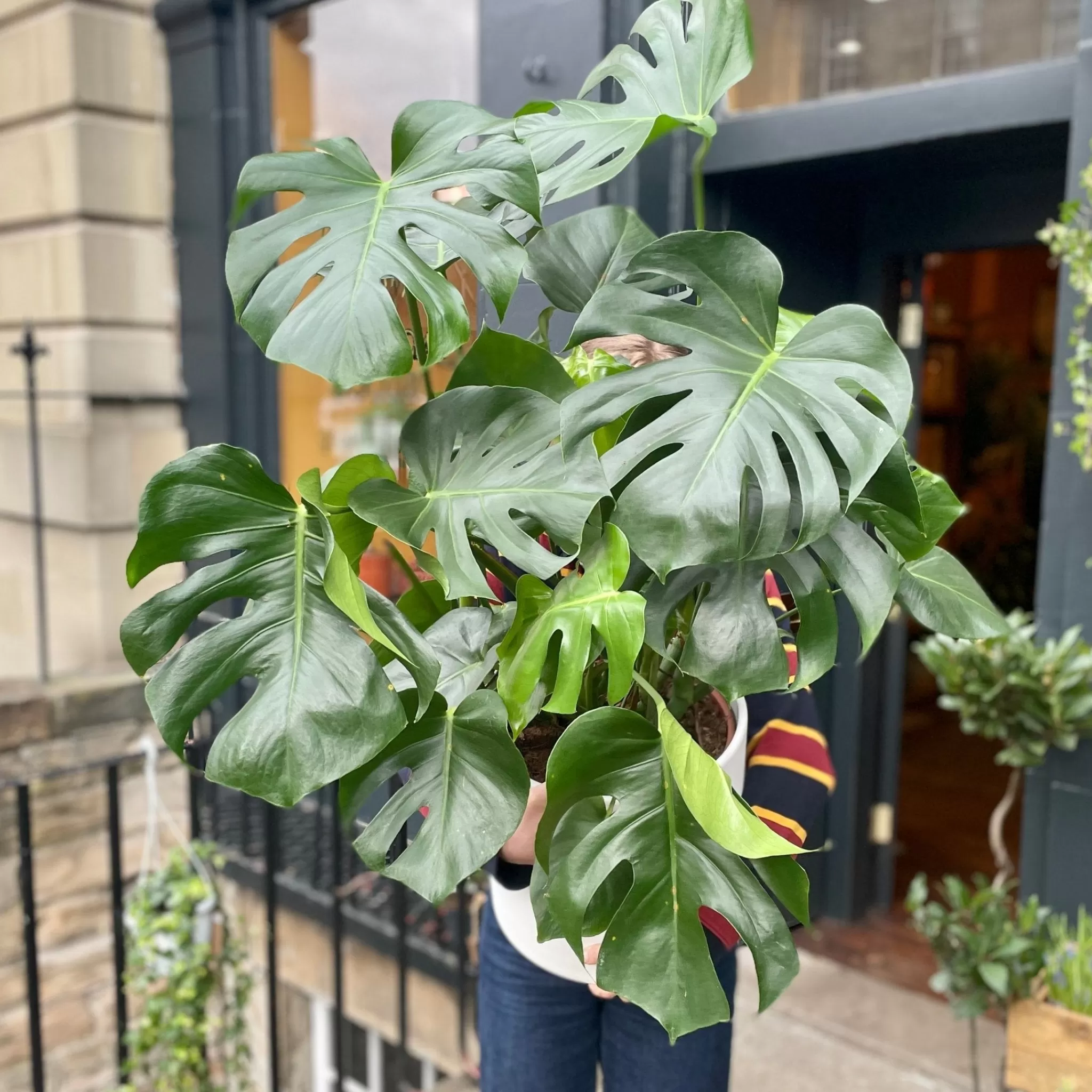 grow urban Monstera Deliciosa (30cm Pot)- Monstera