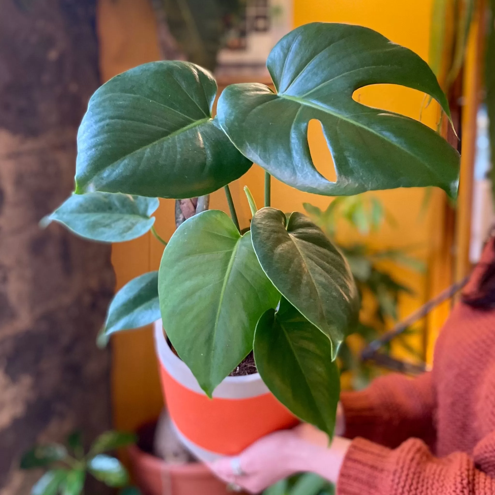 grow urban Monstera Deliciosa (14cm Pot)- Shade Tolerant | Easy Care