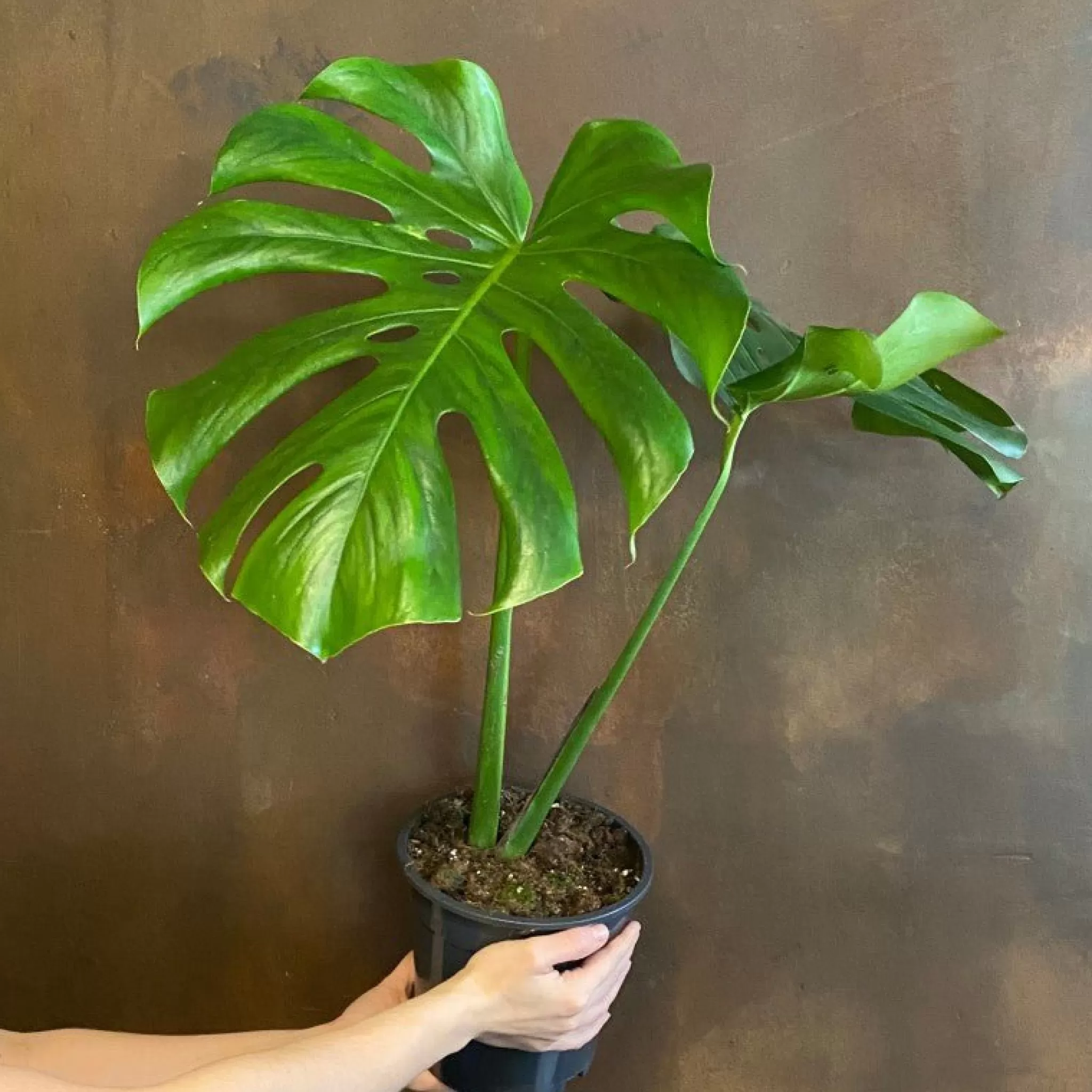 grow urban Monstera Deliciosa (mature Leaves)- Monstera