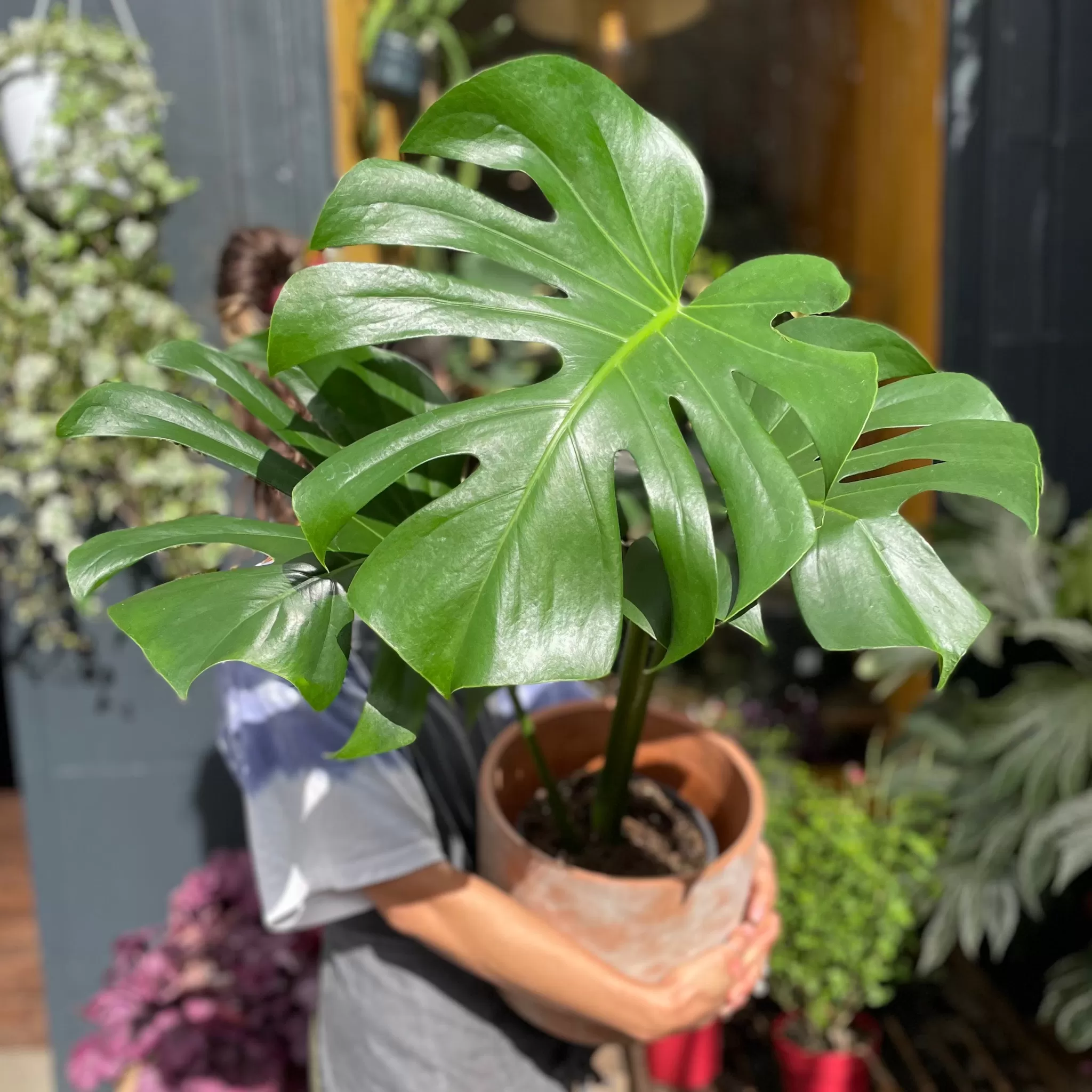 grow urban Monstera Deliciosa (mature Leaves)- Monstera