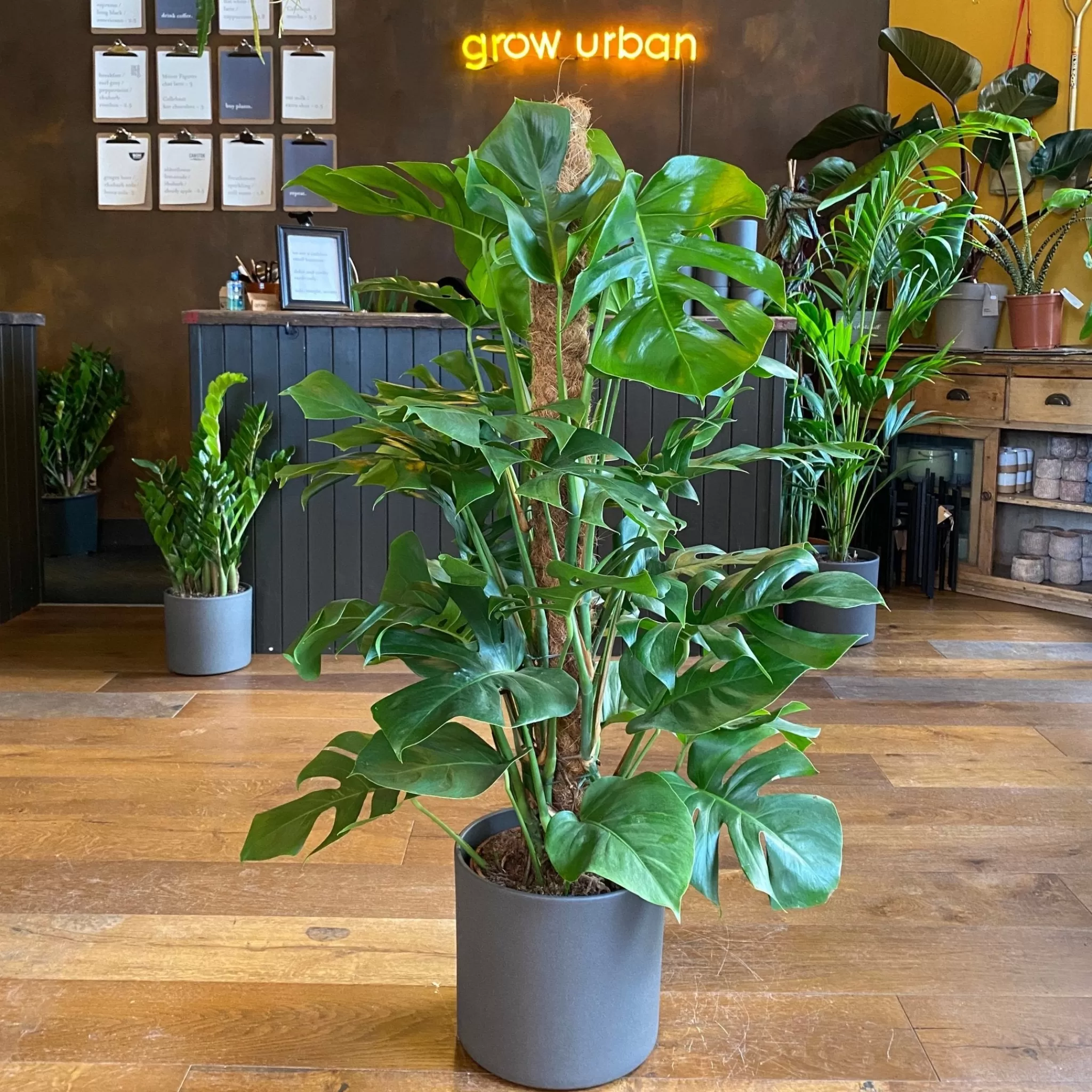 grow urban Monstera Deliciosa (Moss Pole)- Monstera | Shade Tolerant