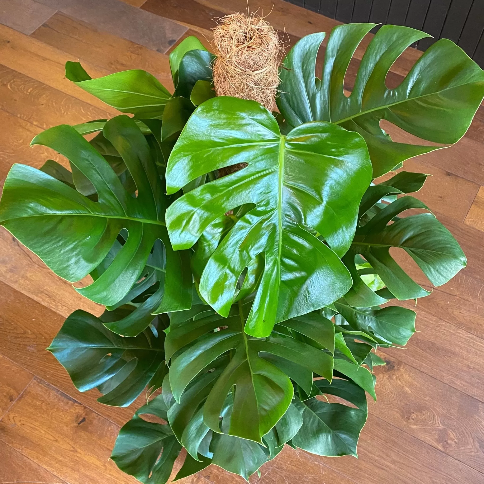 grow urban Monstera Deliciosa (Moss Pole)- Monstera | Shade Tolerant