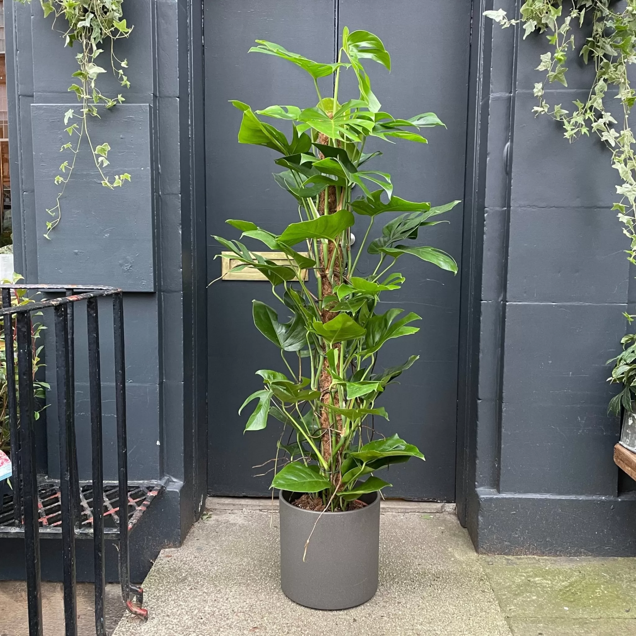 grow urban Monstera Deliciosa (Moss Pole XL)- Monstera