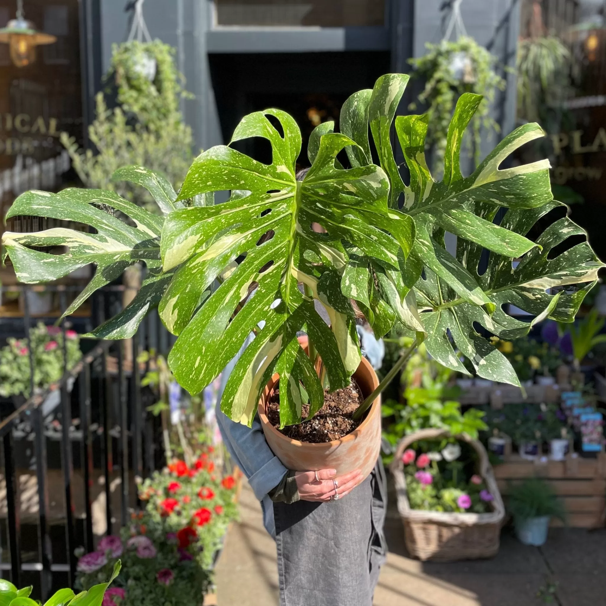 grow urban Monstera Deliciosa ‘Thai Constellation’- Monstera