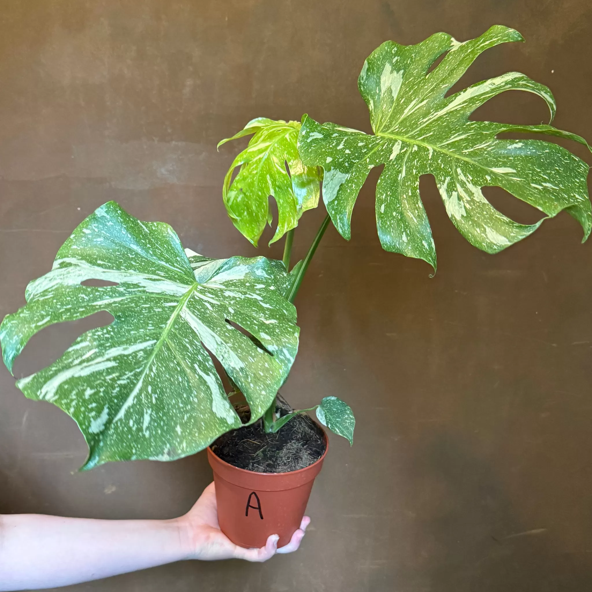grow urban Monstera Deliciosa ‘Thai Constellation’- Monstera