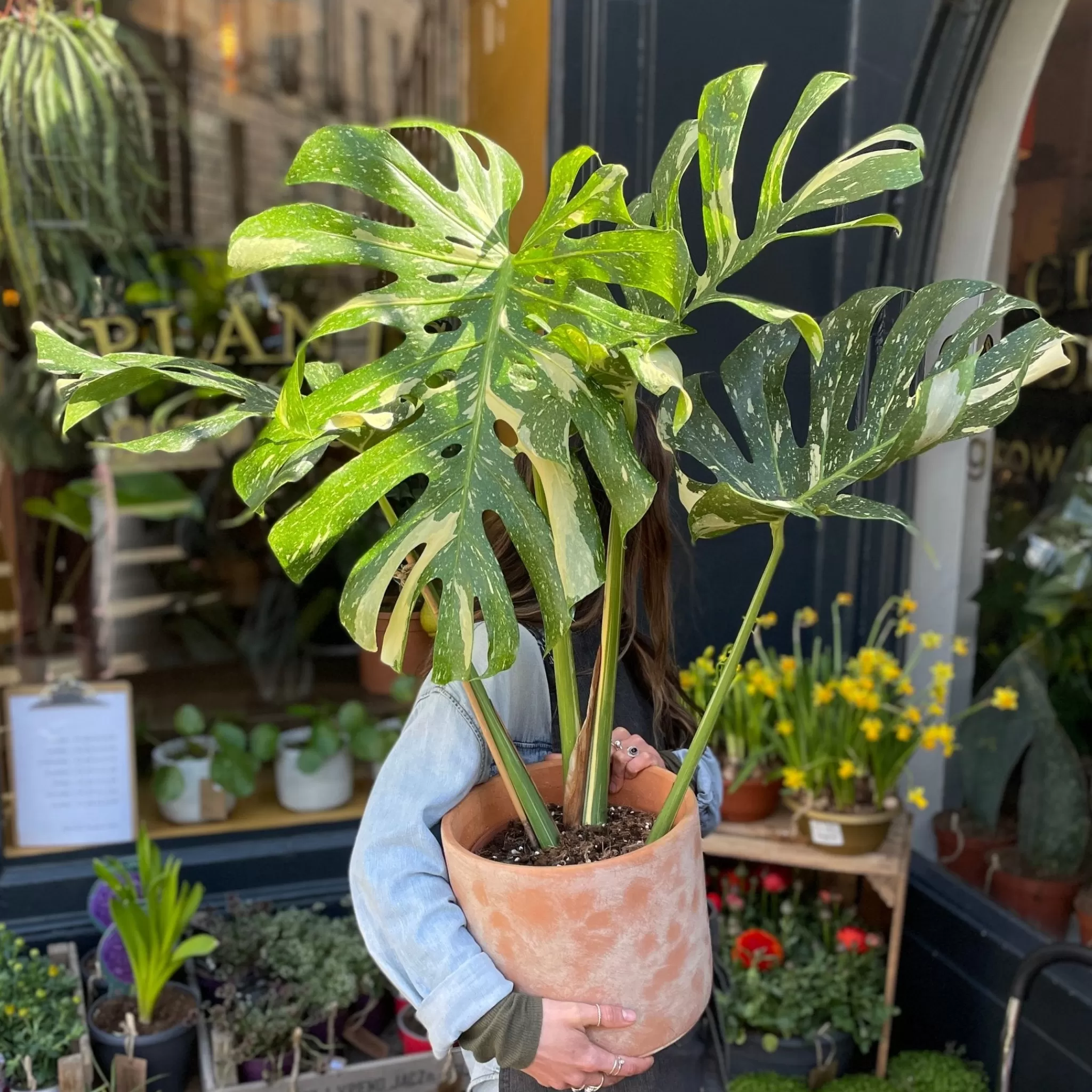 grow urban Monstera Deliciosa ‘Thai Constellation’- Monstera