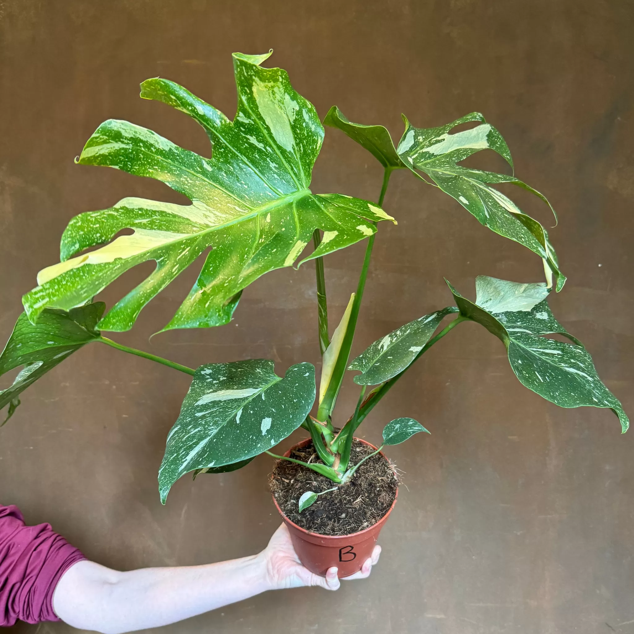 grow urban Monstera Deliciosa ‘Thai Constellation’- Monstera