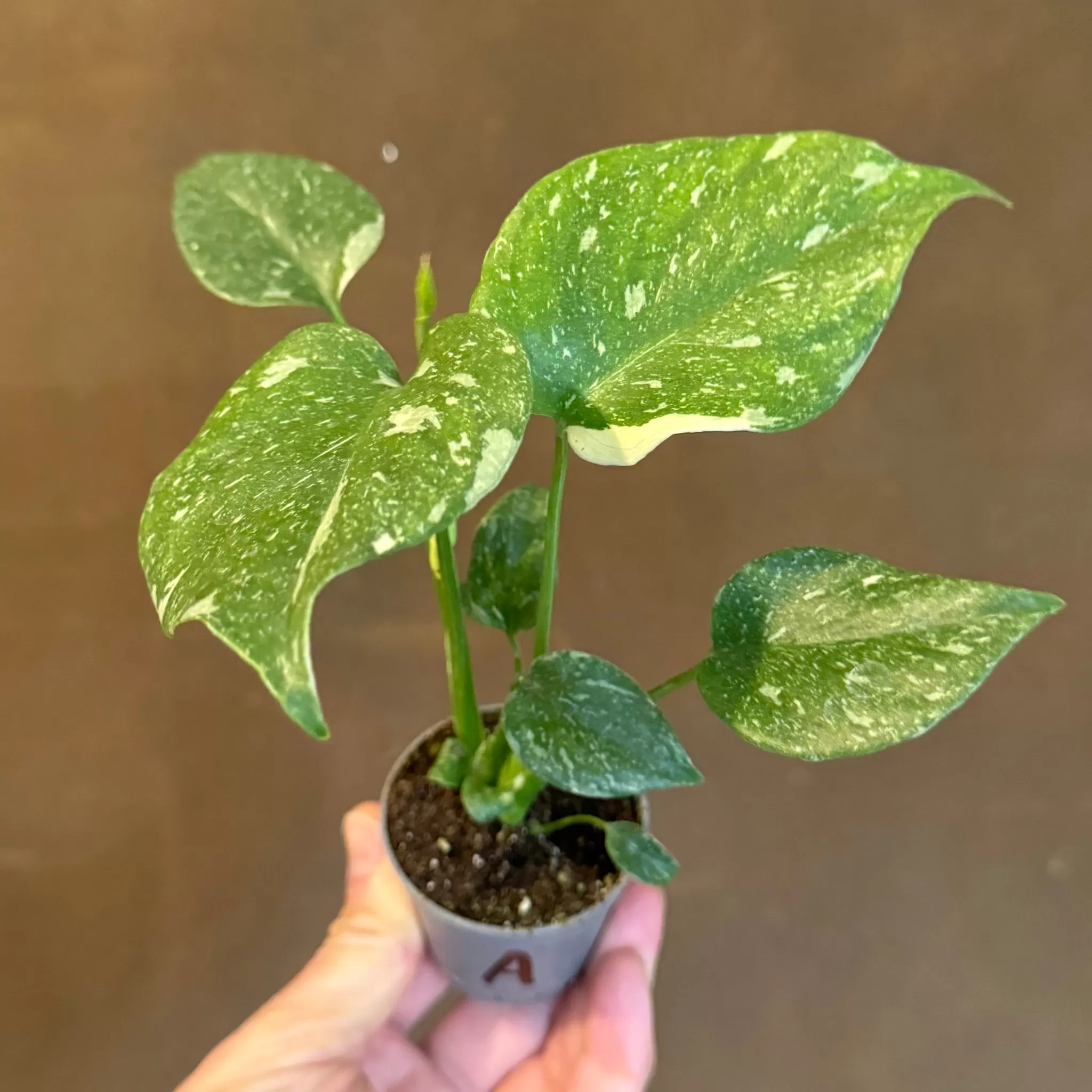 grow urban Monstera Deliciosa ‘Thai Constellation’ (mini)- Monstera | Rarely Seen