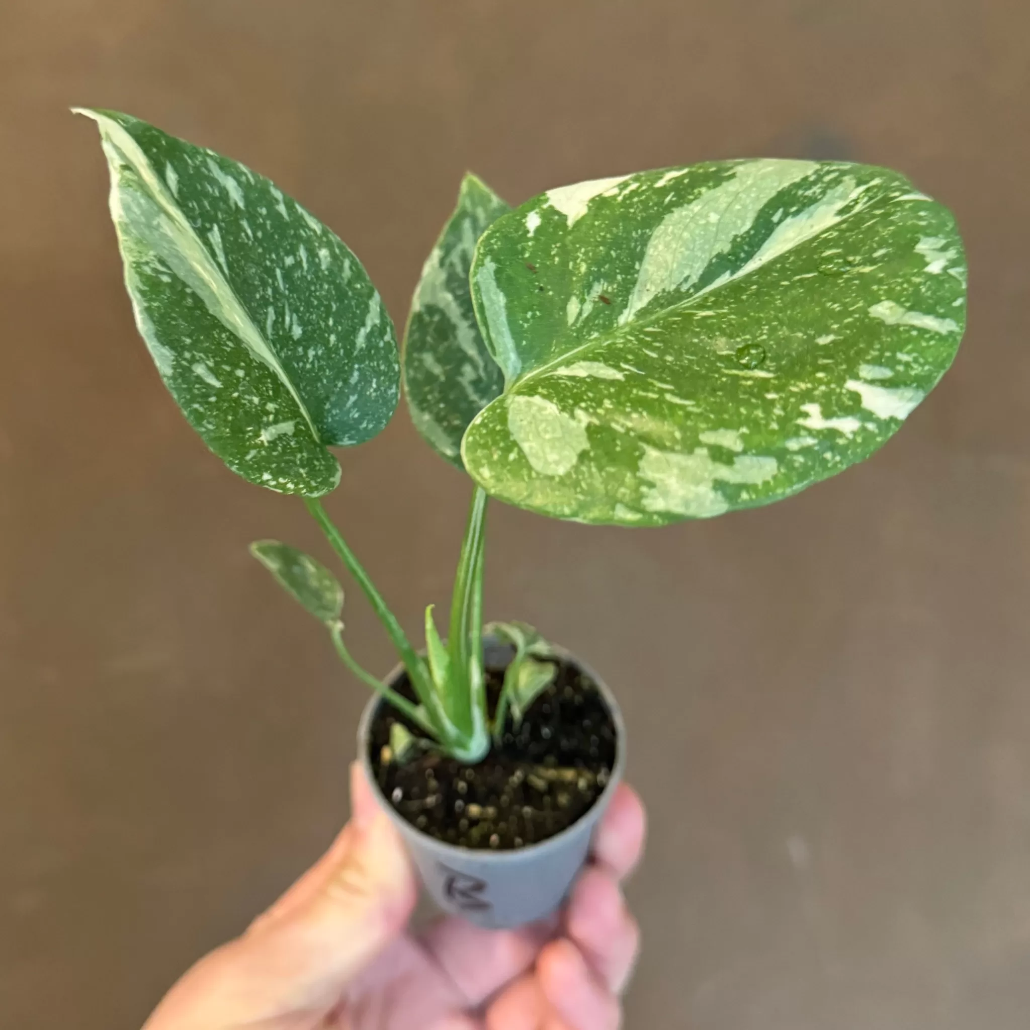 grow urban Monstera Deliciosa ‘Thai Constellation’ (mini)- Monstera | Rarely Seen
