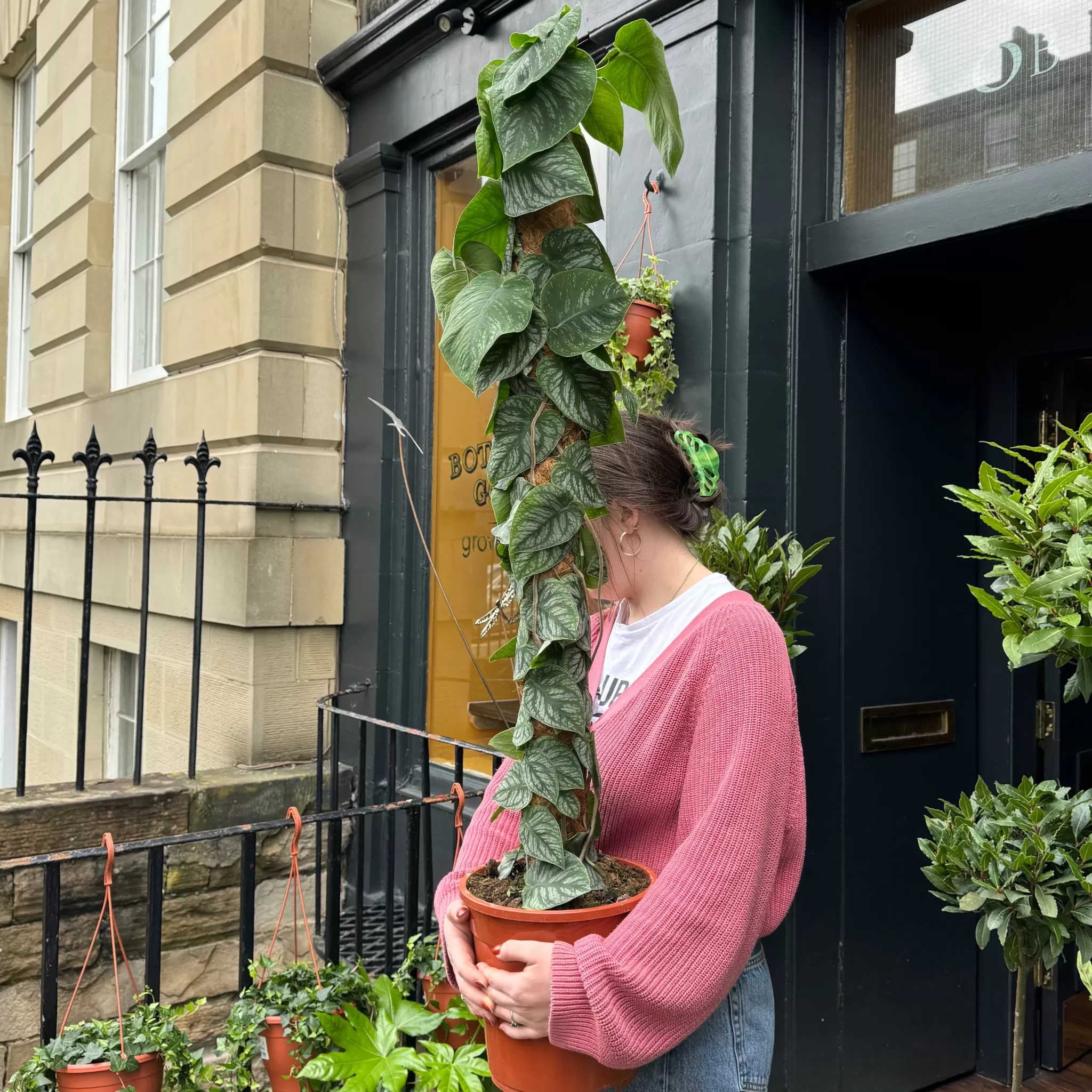 grow urban Monstera Dubia- Monstera