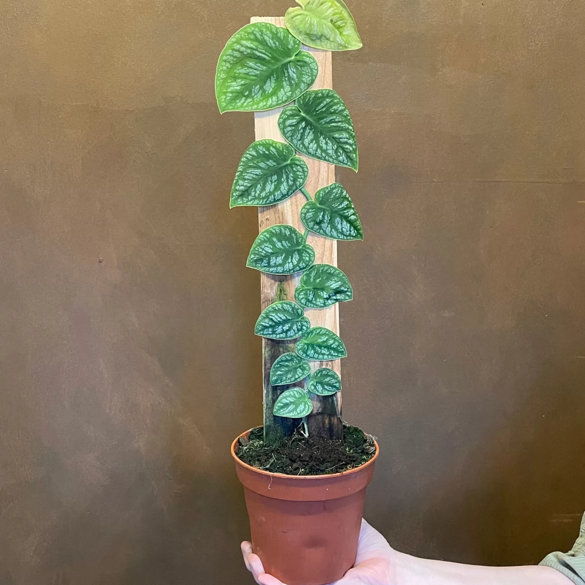 grow urban Monstera Dubia- Monstera