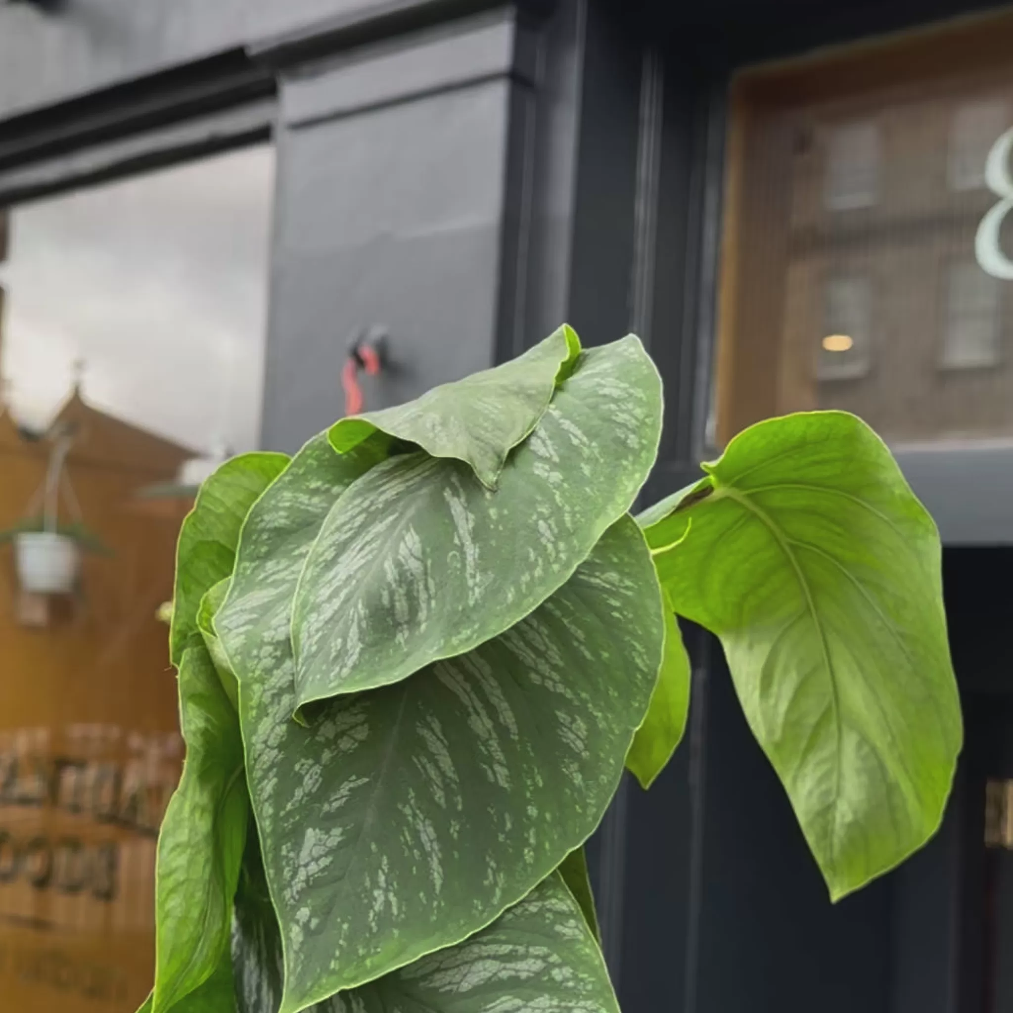 grow urban Monstera Dubia- Monstera