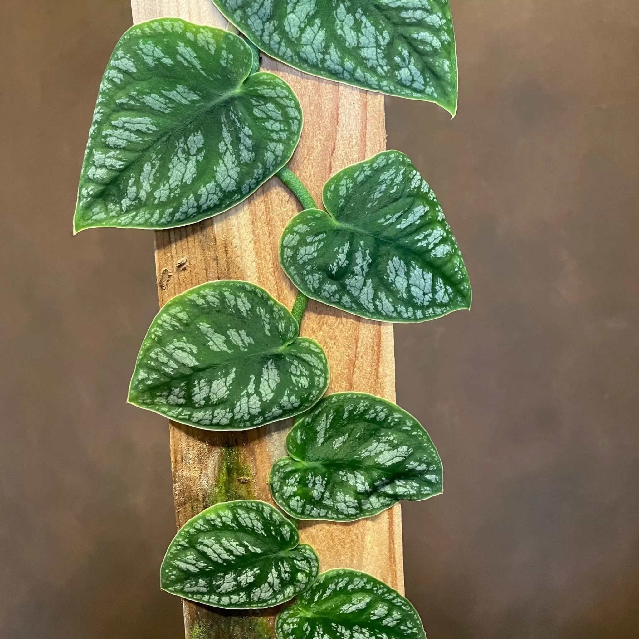 grow urban Monstera Dubia- Monstera