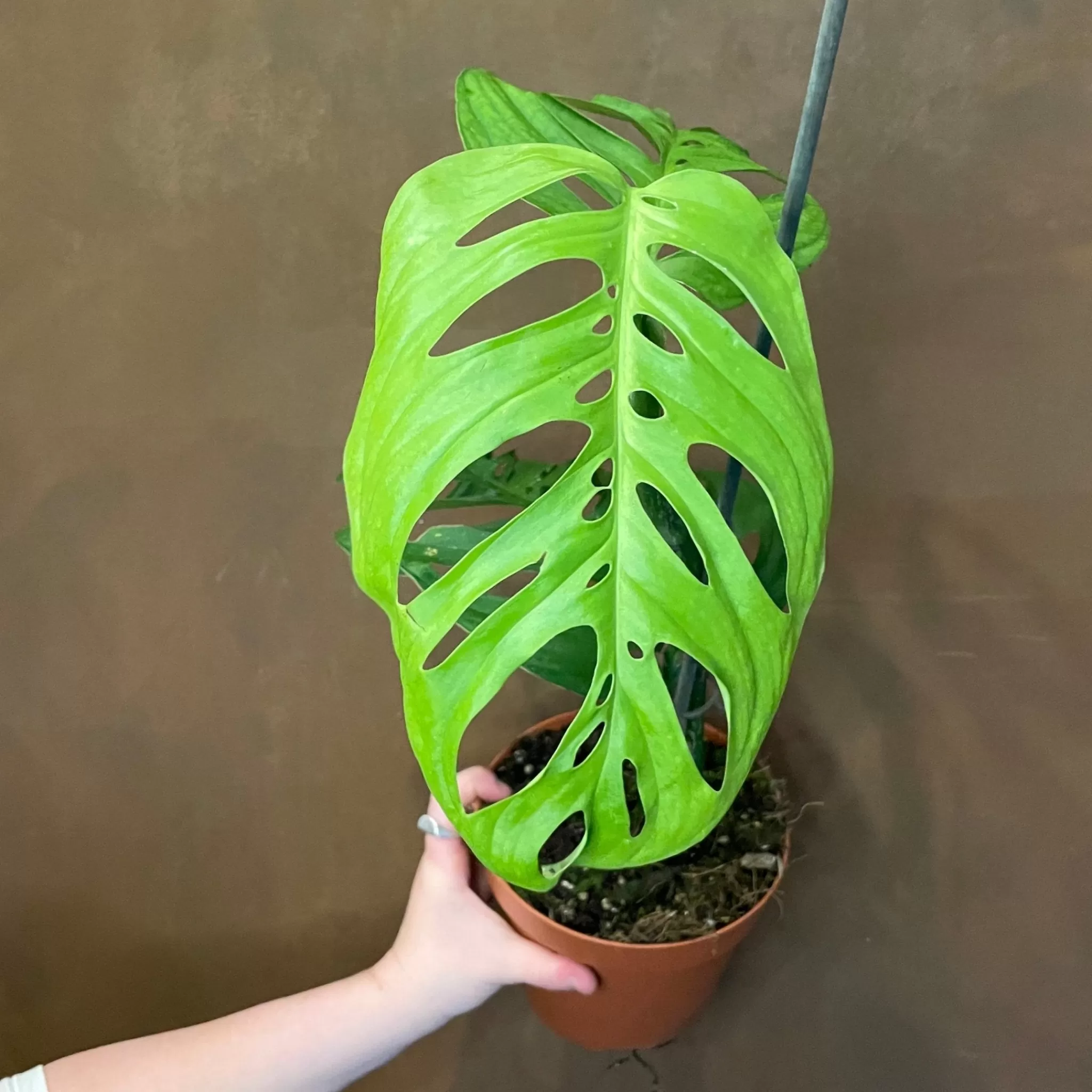 grow urban Monstera Esqueleto- Monstera