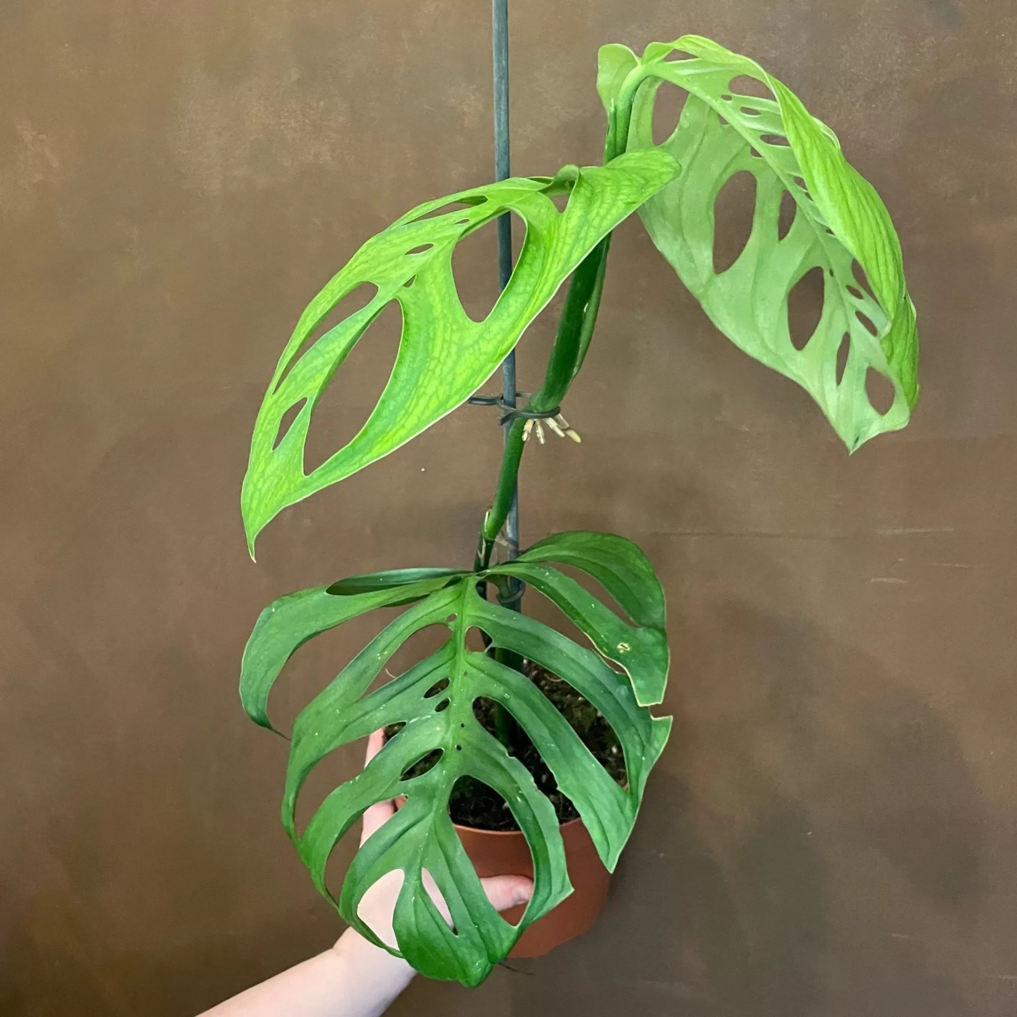 grow urban Monstera Esqueleto- Monstera