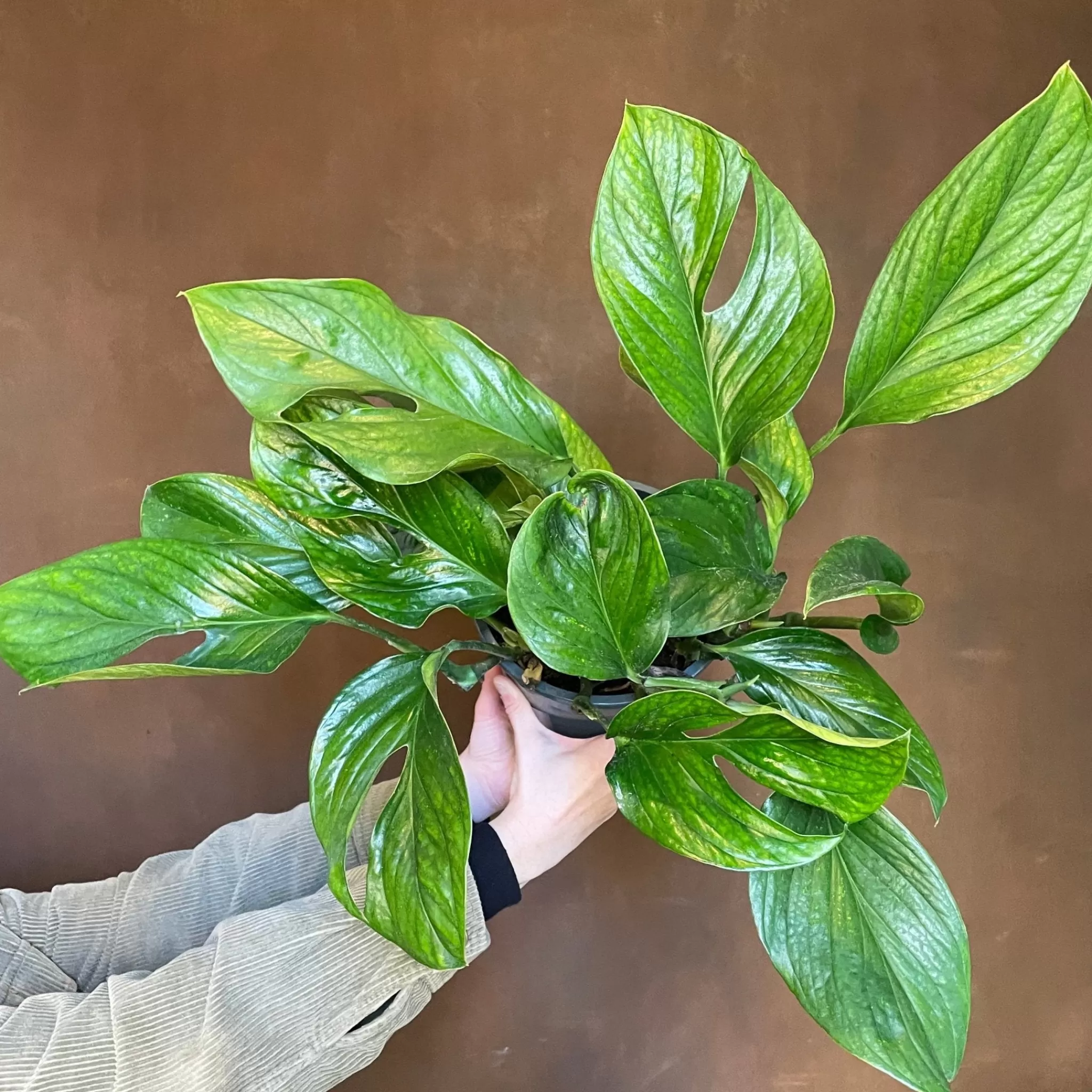 grow urban Monstera Pinnatipartita- Monstera
