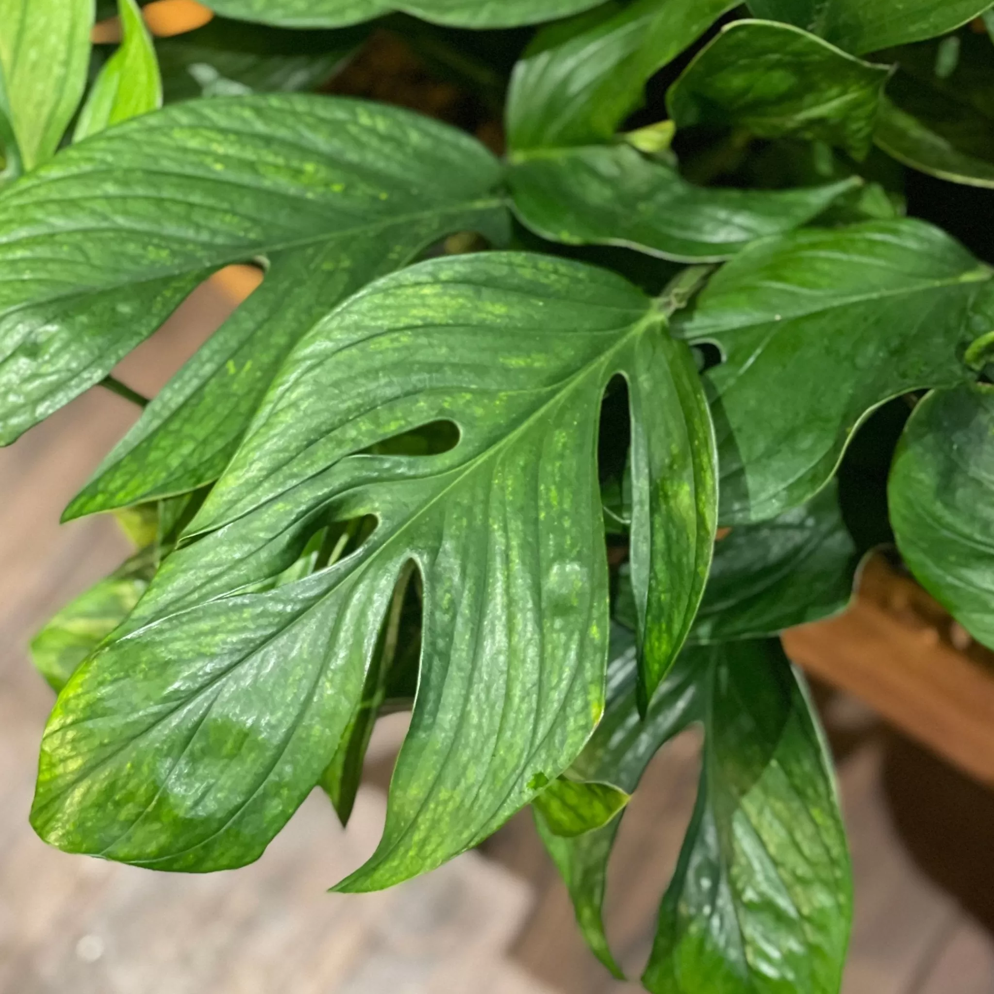 grow urban Monstera Pinnatipartita- Monstera
