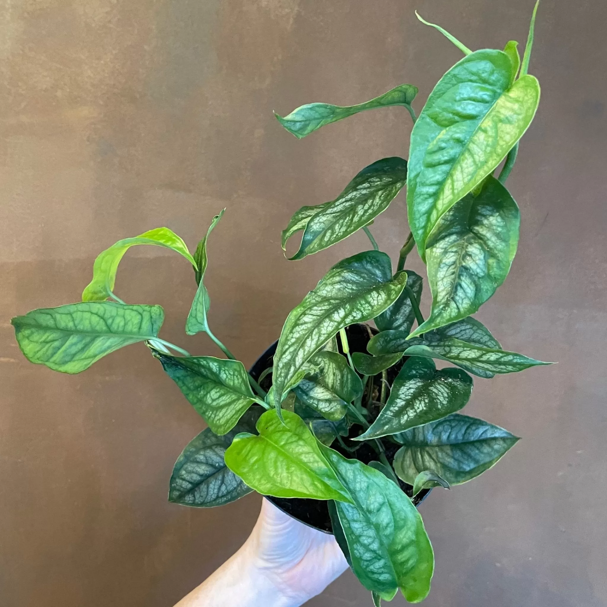 grow urban Monstera Siltepecana- Monstera