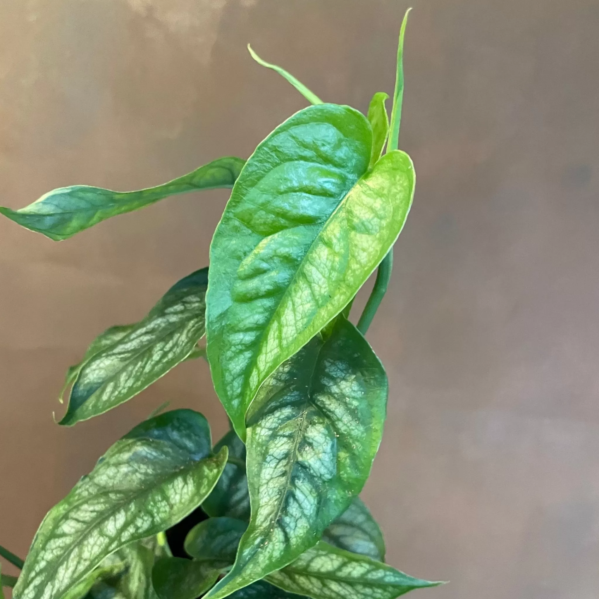grow urban Monstera Siltepecana- Monstera