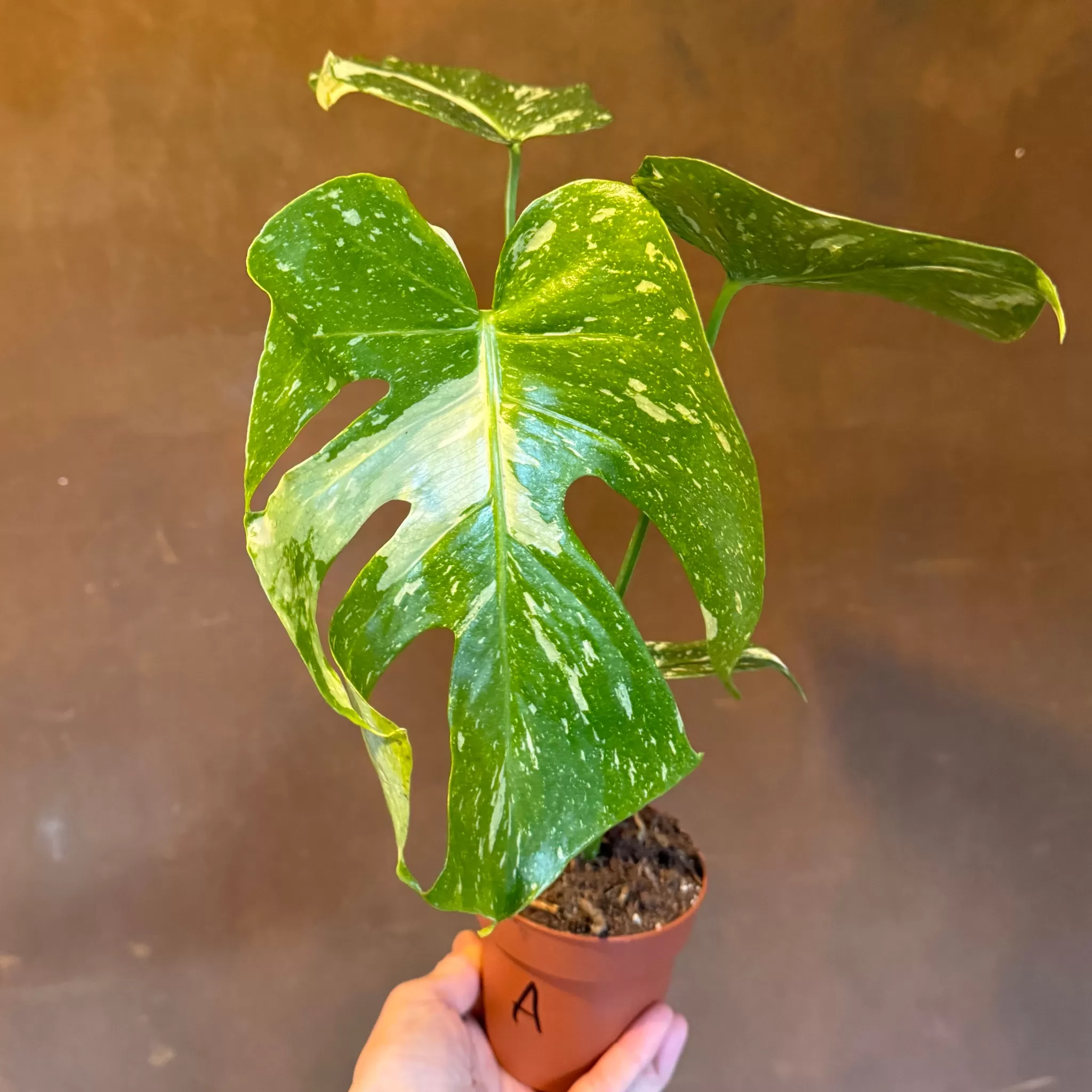 grow urban Monstera 'Thai Constellation'- Monstera | Rarely Seen
