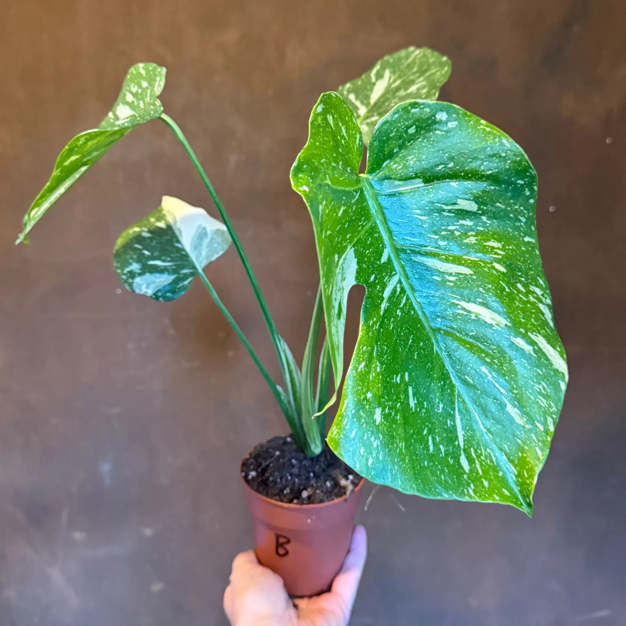 grow urban Monstera 'Thai Constellation'- Monstera | Rarely Seen
