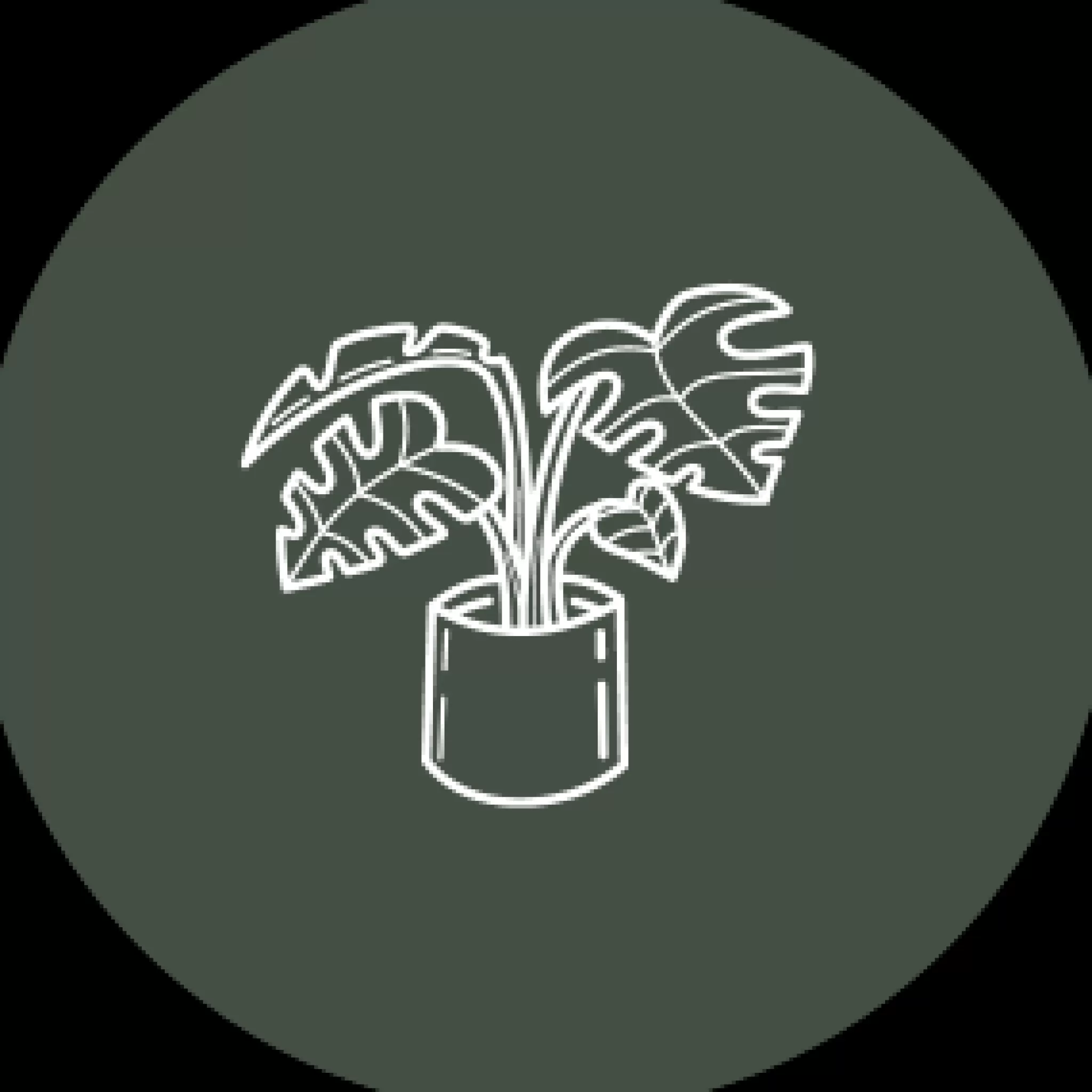 grow urban Monthly Indoor Plant Subscription- Foliage Plants
