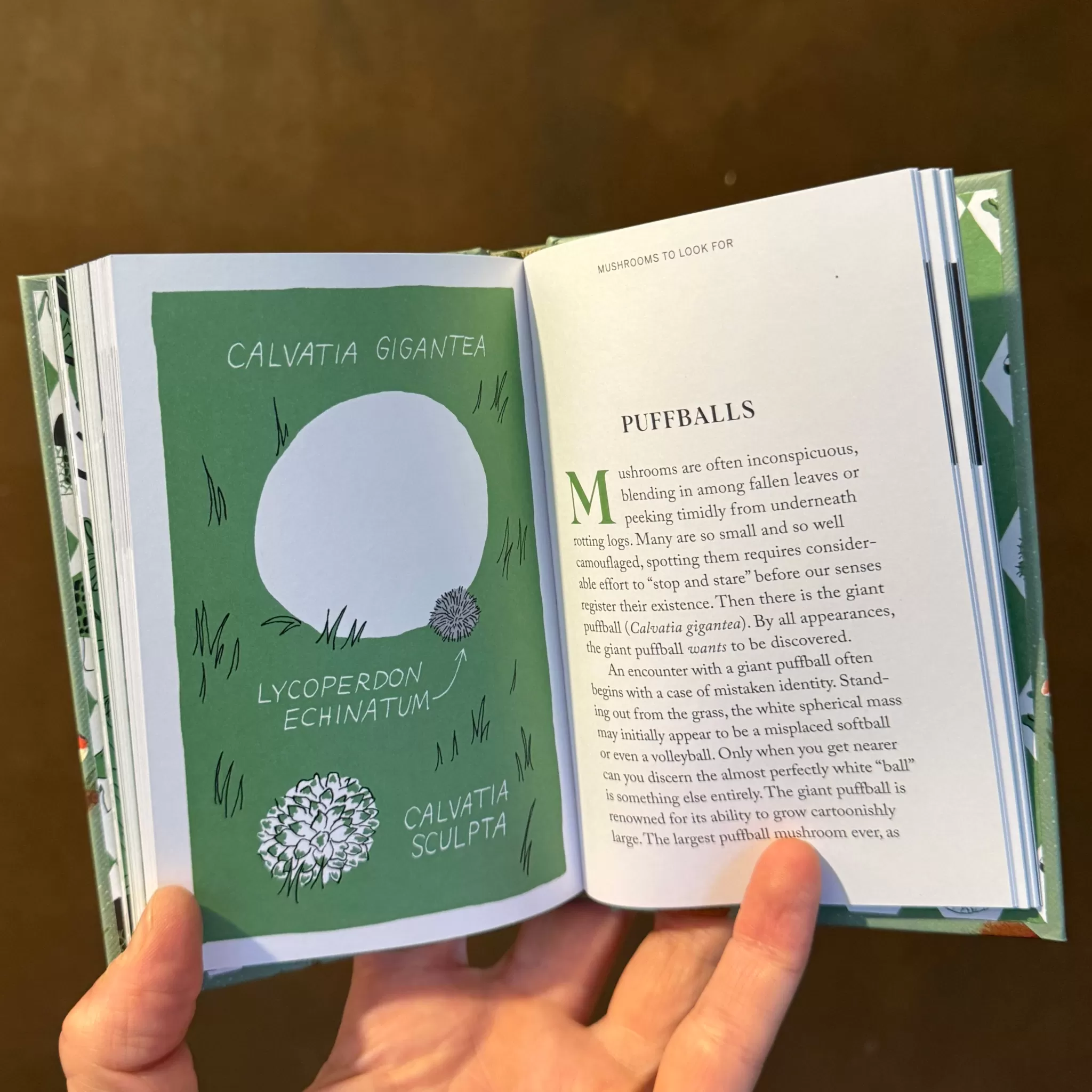 grow urban Mushroom Hunting: Forage For Fungi And Connect With The Earth- Books | Gift Ideas