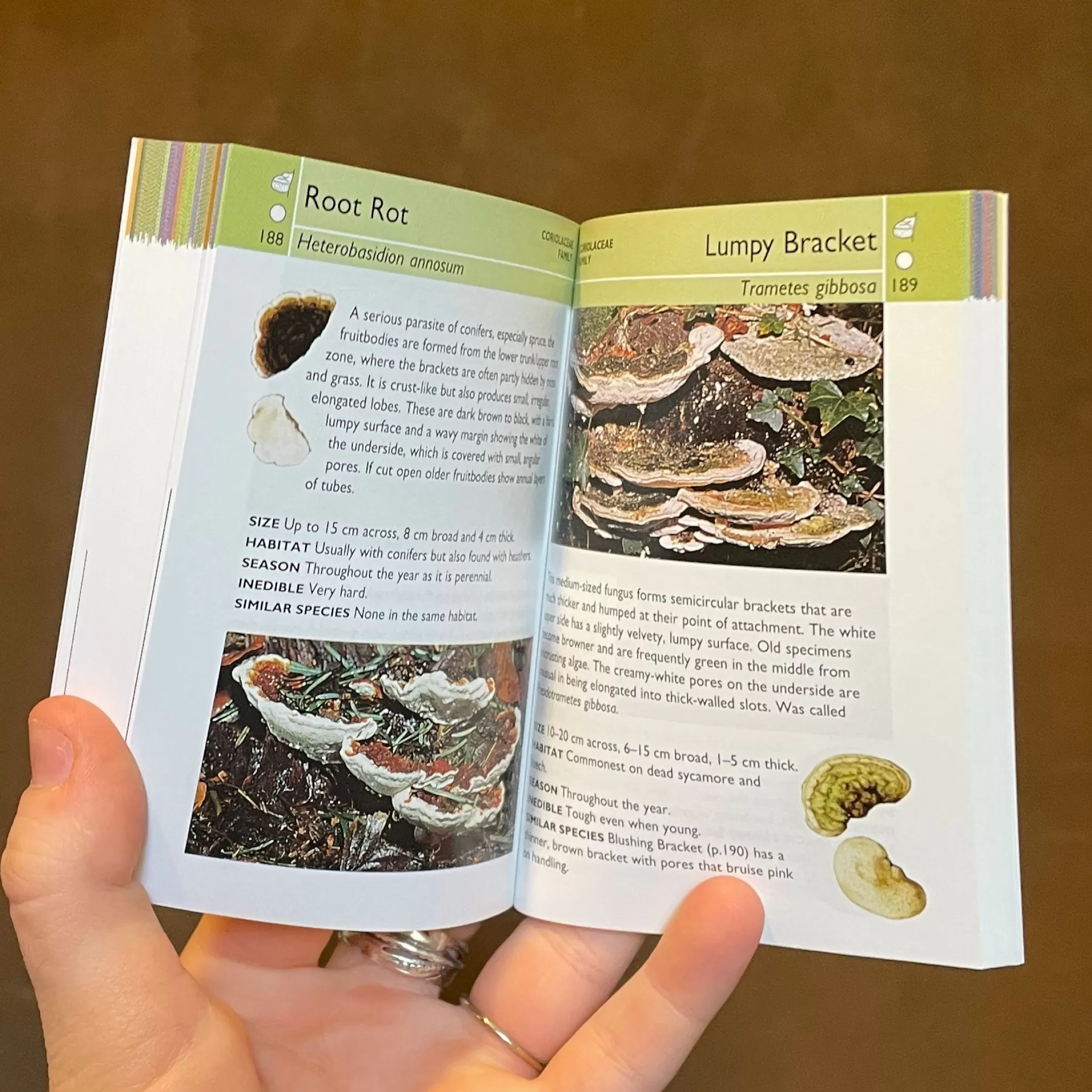 grow urban Mushrooms: All You Need To Know- Books | Gift Ideas