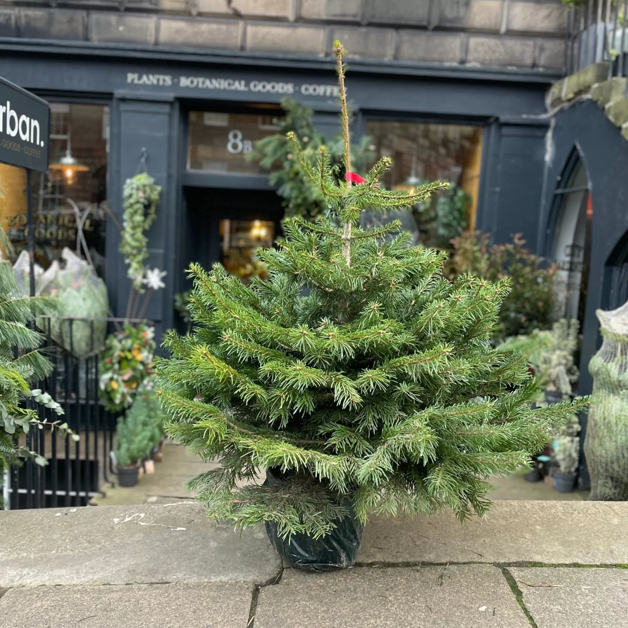 grow urban Nordmann Fir | Pot Grown | 1.2m- Christmas Trees & Wreaths