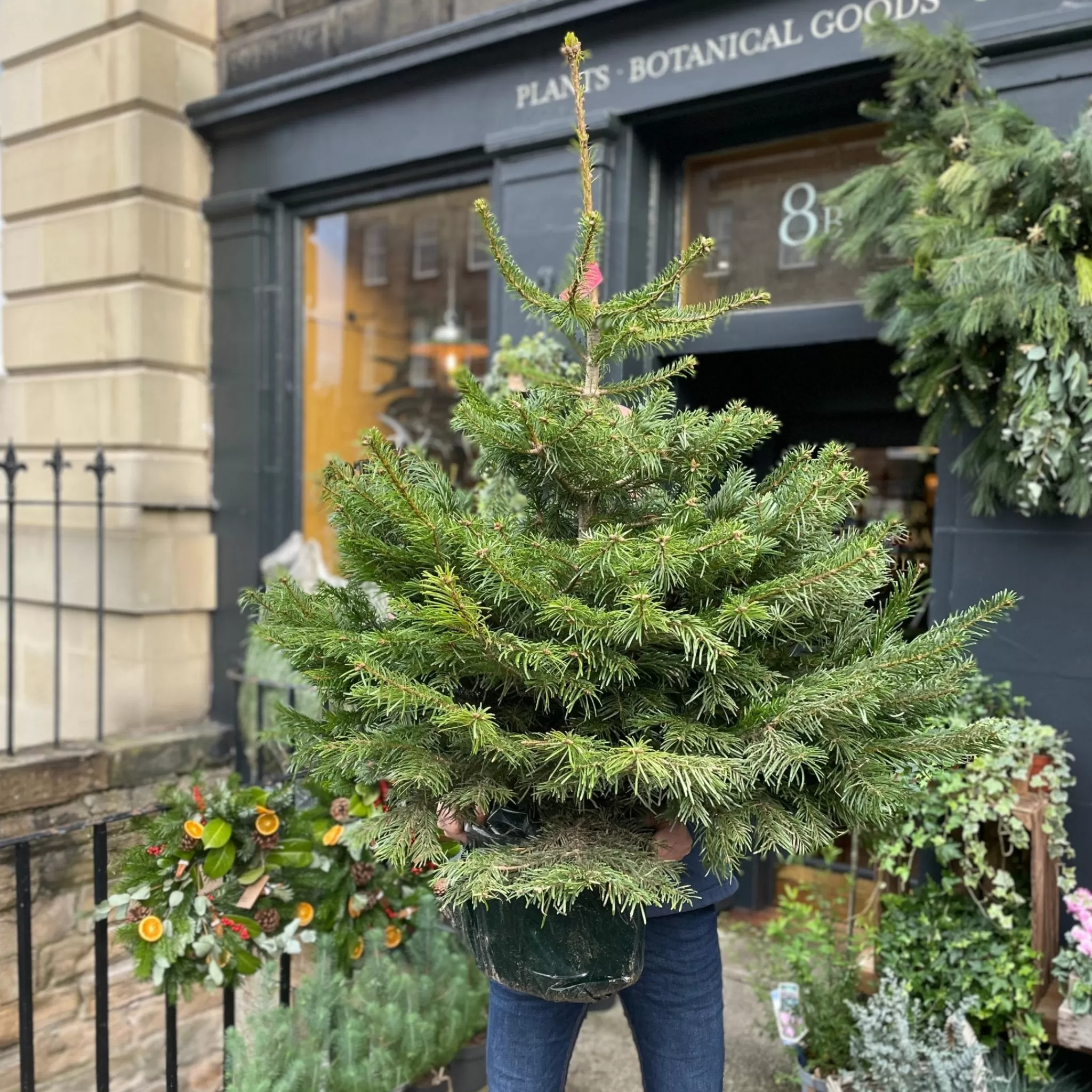 grow urban Nordmann Fir | Pot Grown | 1.2m- Christmas Trees & Wreaths