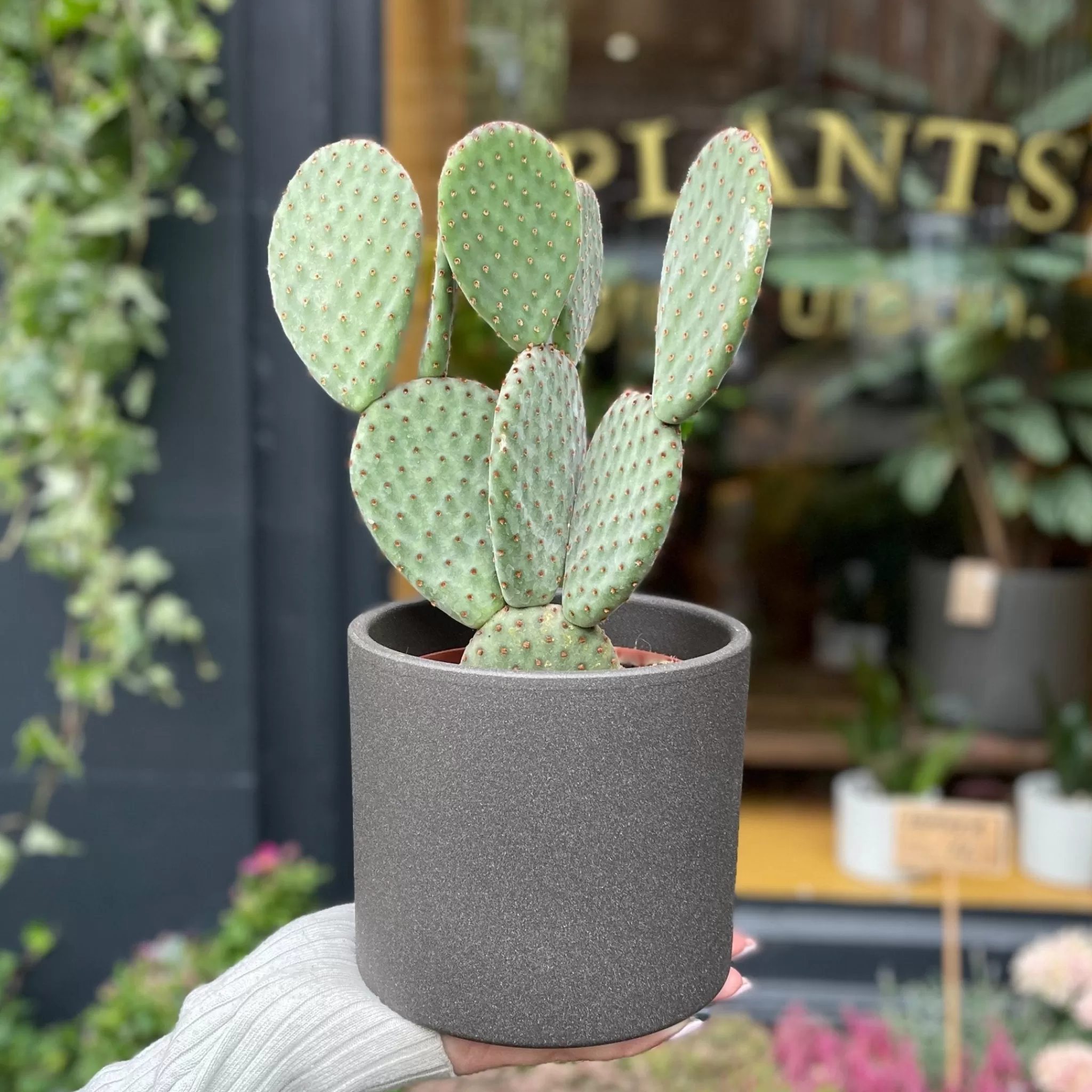 grow urban Opuntia Microdasys- Succulents & Cacti