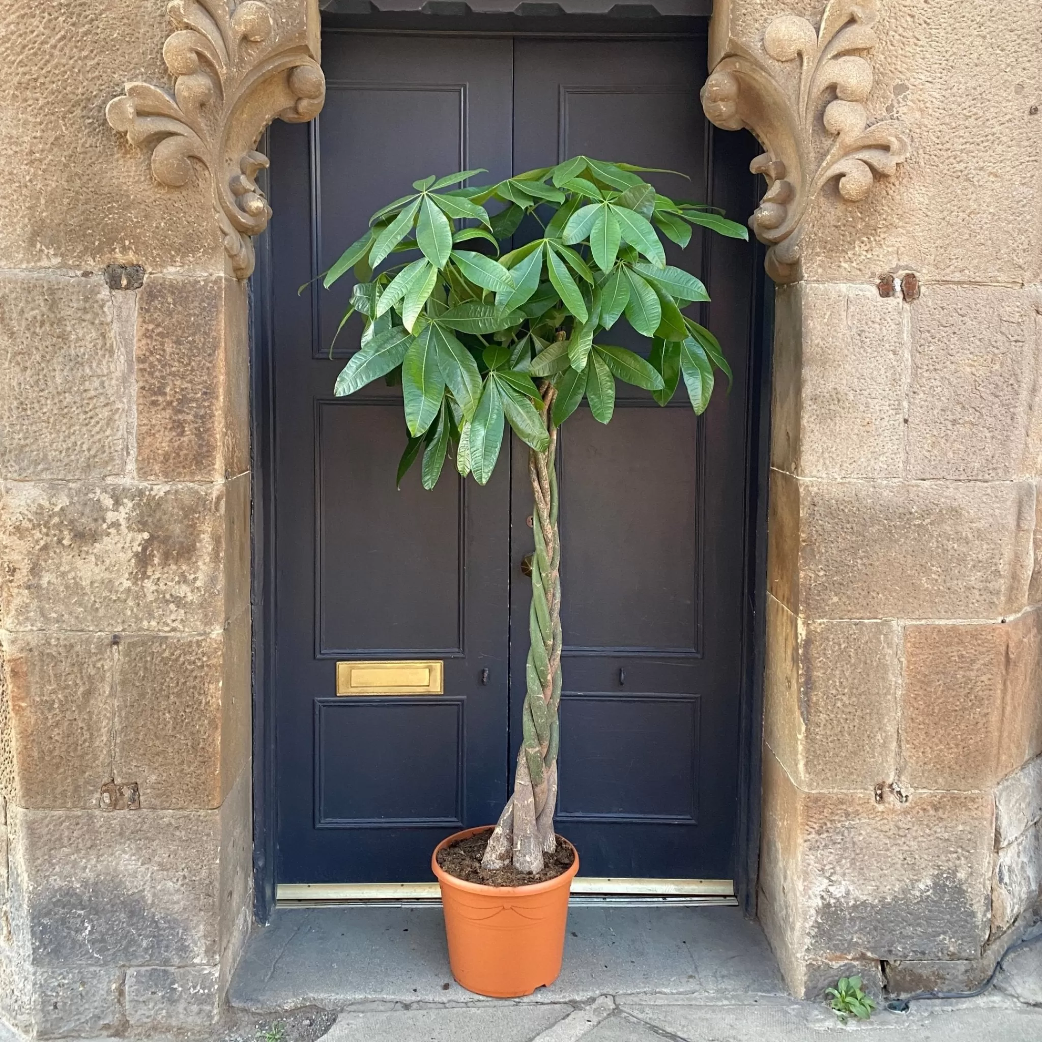 grow urban Pachira Aquatica (180cm)- Pet Friendly | Large & Tall Plants