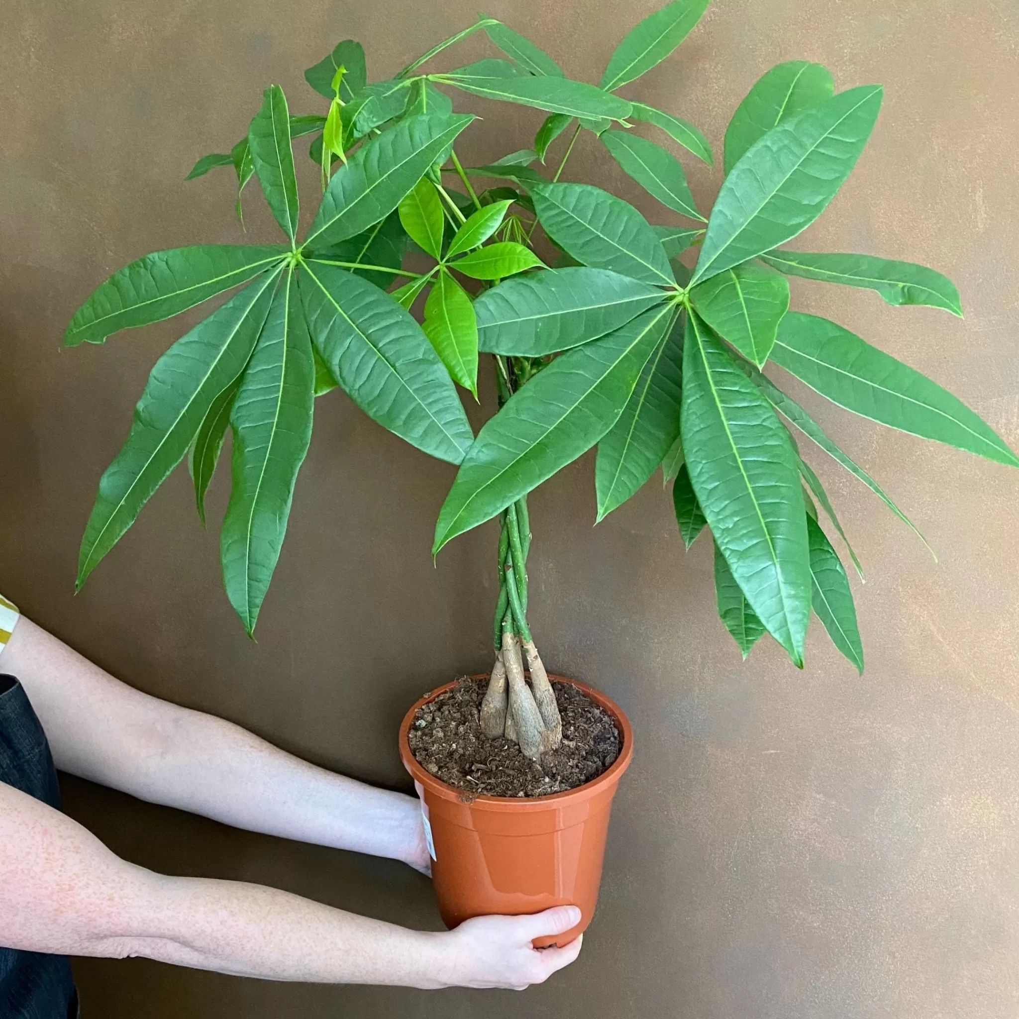 grow urban Pachira Aquatica (90cm)- Large & Tall Plants | Pet Friendly