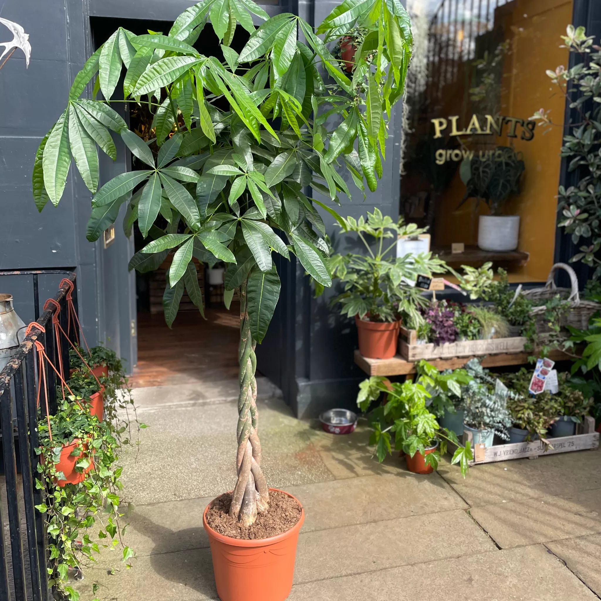 grow urban Pachira Aquatica (180cm)- Pet Friendly | Large & Tall Plants