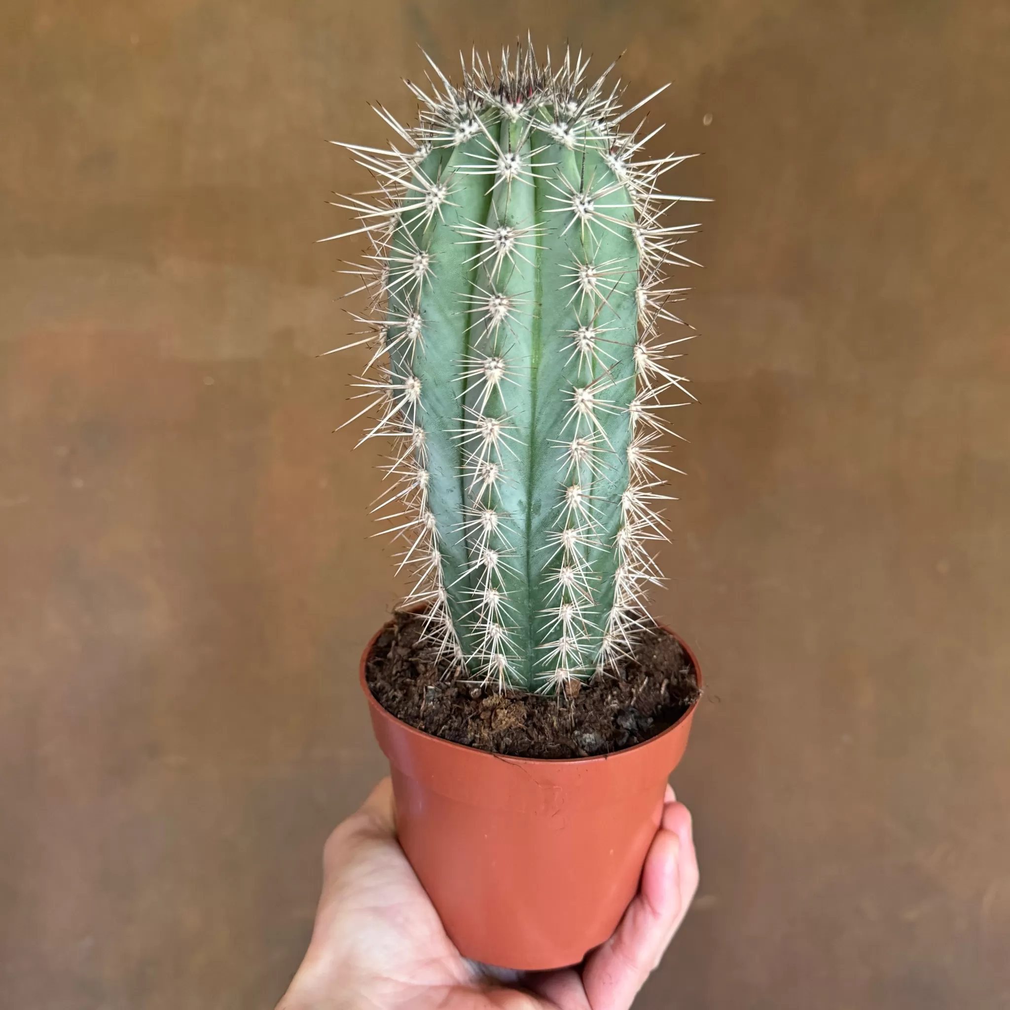grow urban Pachycereus Pringlei- Succulents & Cacti
