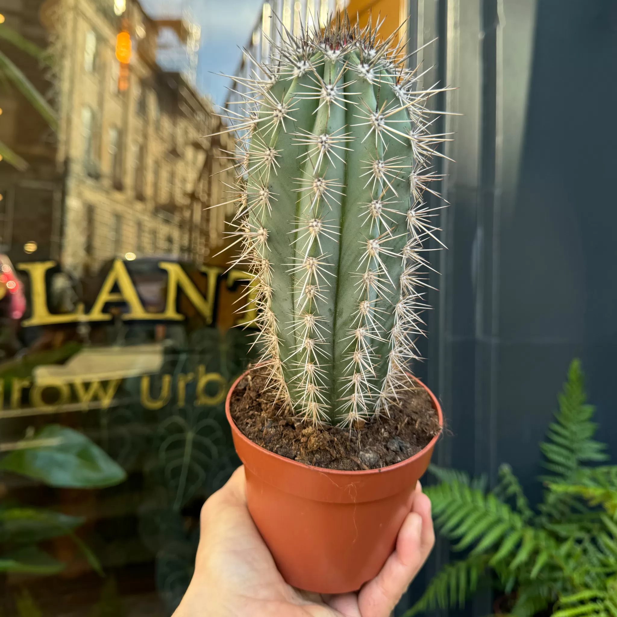 grow urban Pachycereus Pringlei- Succulents & Cacti