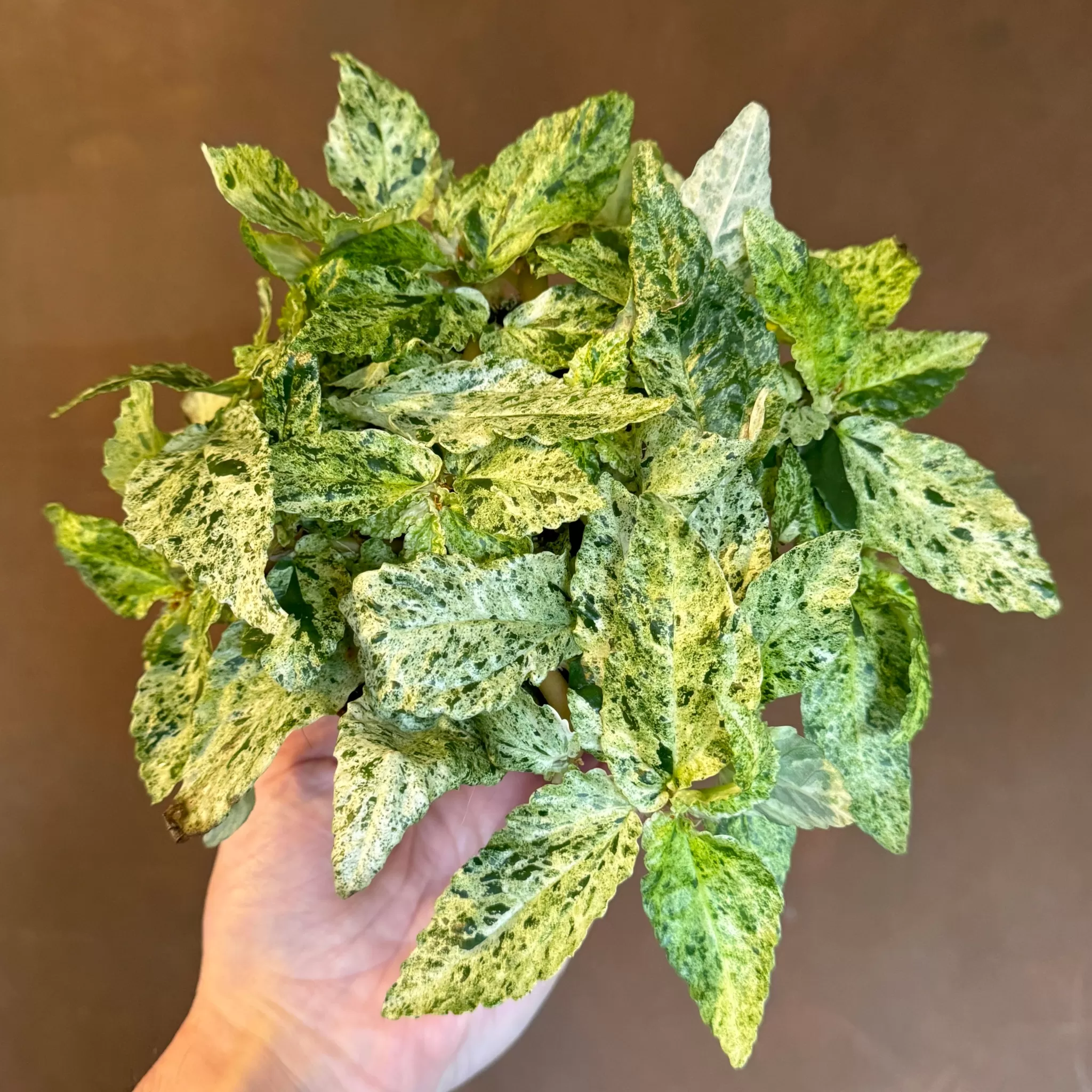 grow urban Pellionia Repens 'Variegata'- Rarely Seen | Foliage Plants