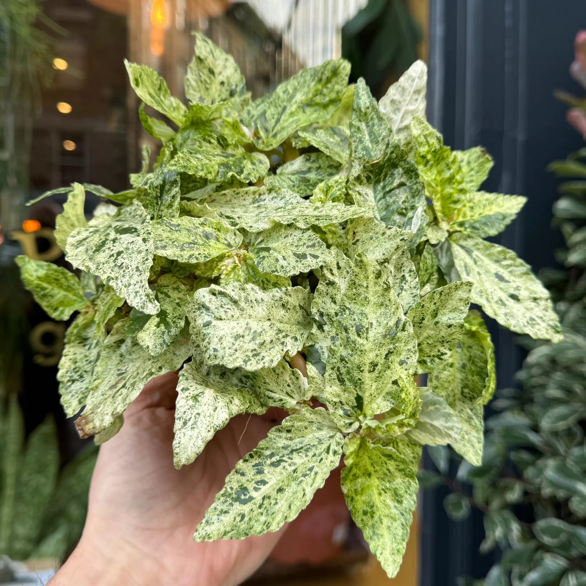 grow urban Pellionia Repens 'Variegata'- Rarely Seen | Foliage Plants