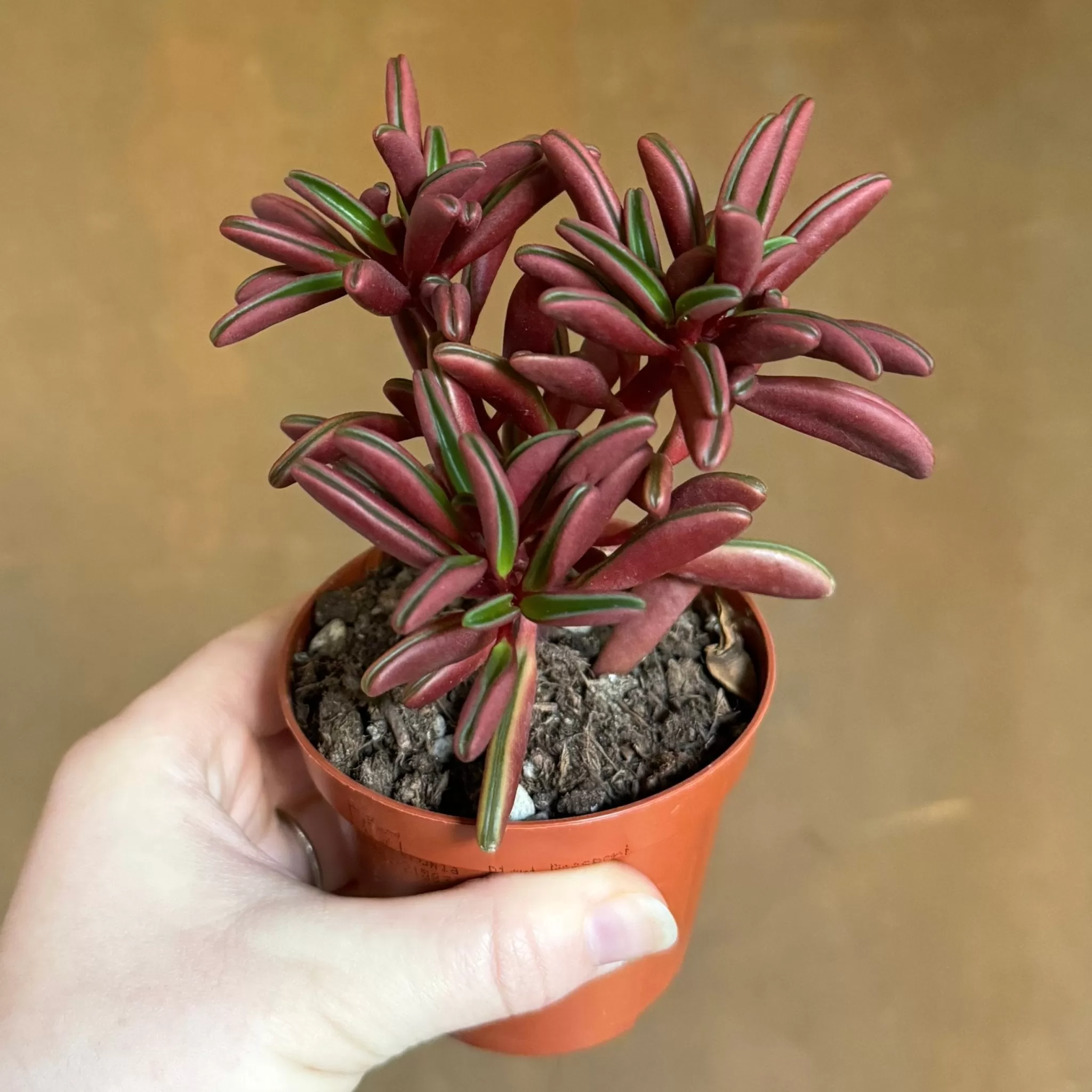 grow urban Peperomia Graveolens (8.5cm Pot)- Pet Friendly | Easy Care