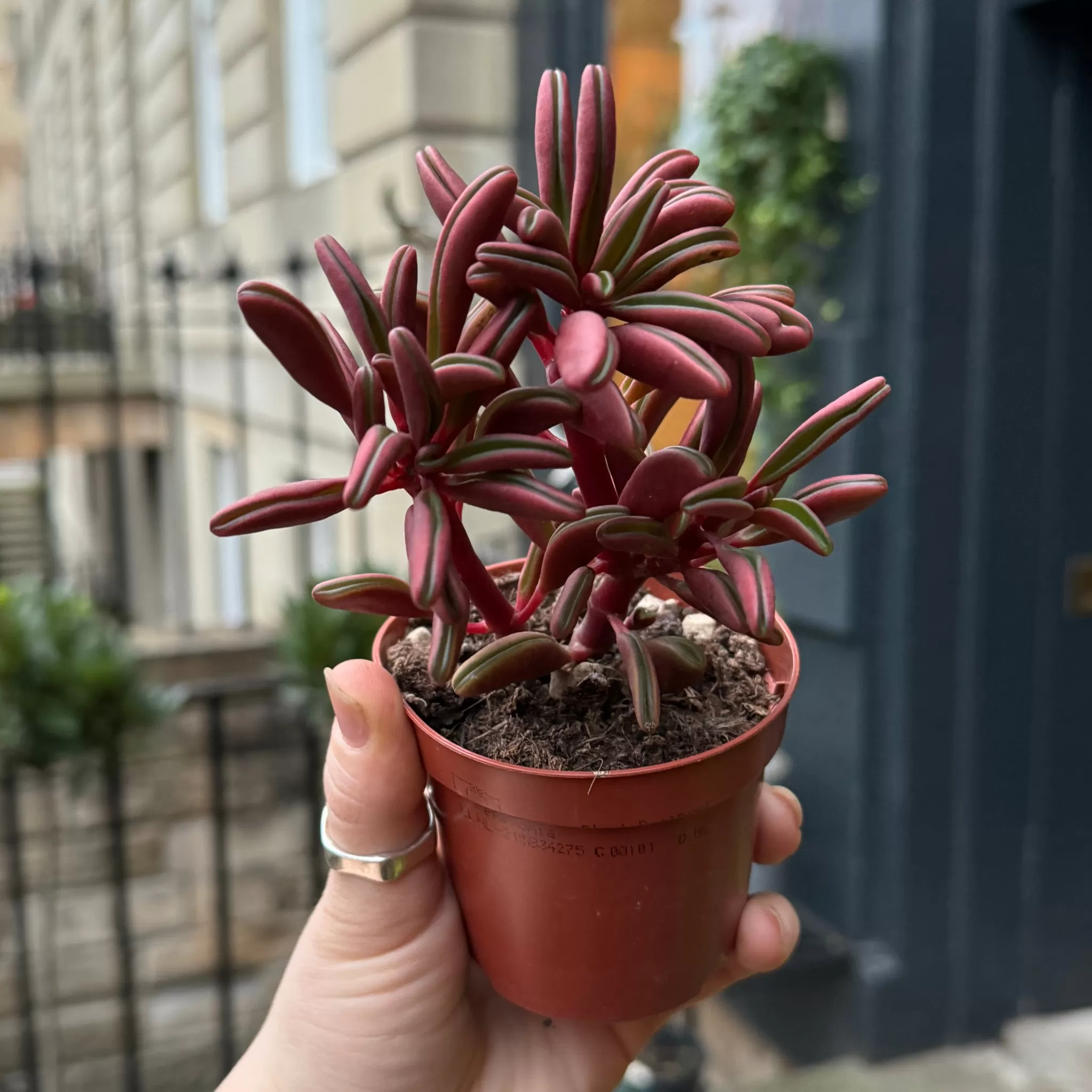 grow urban Peperomia Graveolens (8.5cm Pot)- Pet Friendly | Easy Care