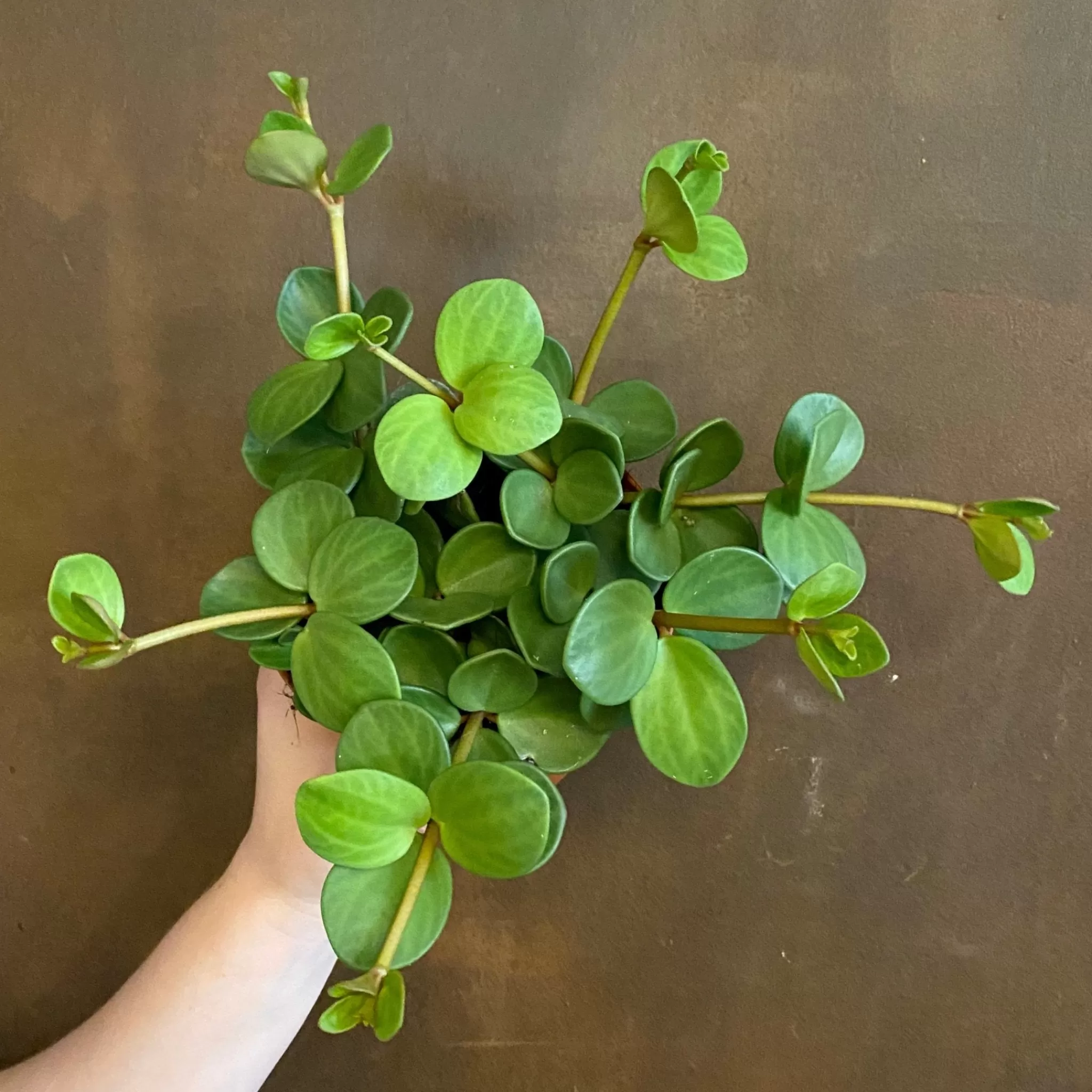 grow urban Peperomia ‘Hope’- Pet Friendly | Easy Care