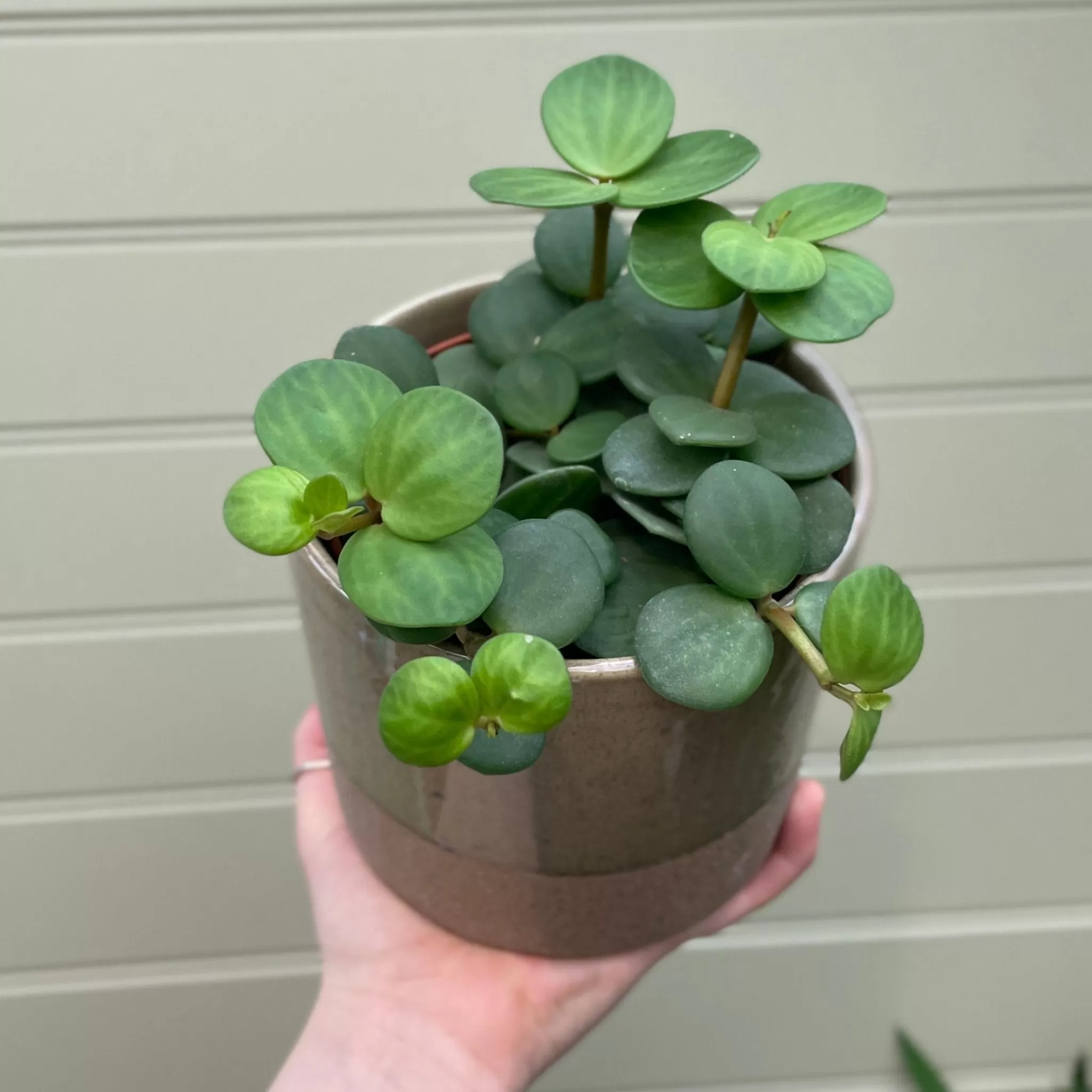 grow urban Peperomia ‘Hope’- Pet Friendly | Easy Care