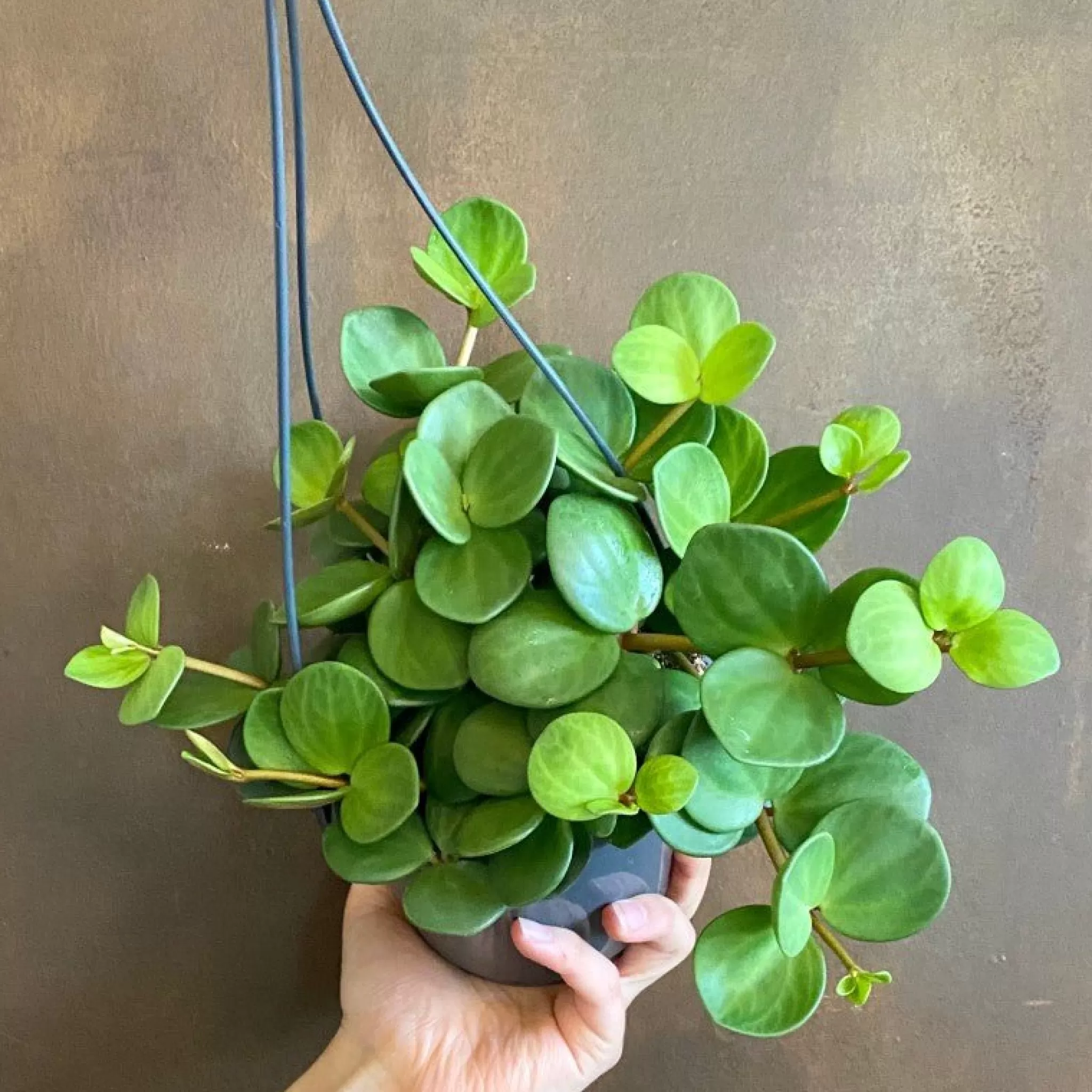grow urban Peperomia ‘Hope’ (hangpot)- Pet Friendly | Trailing & Hanging Plants
