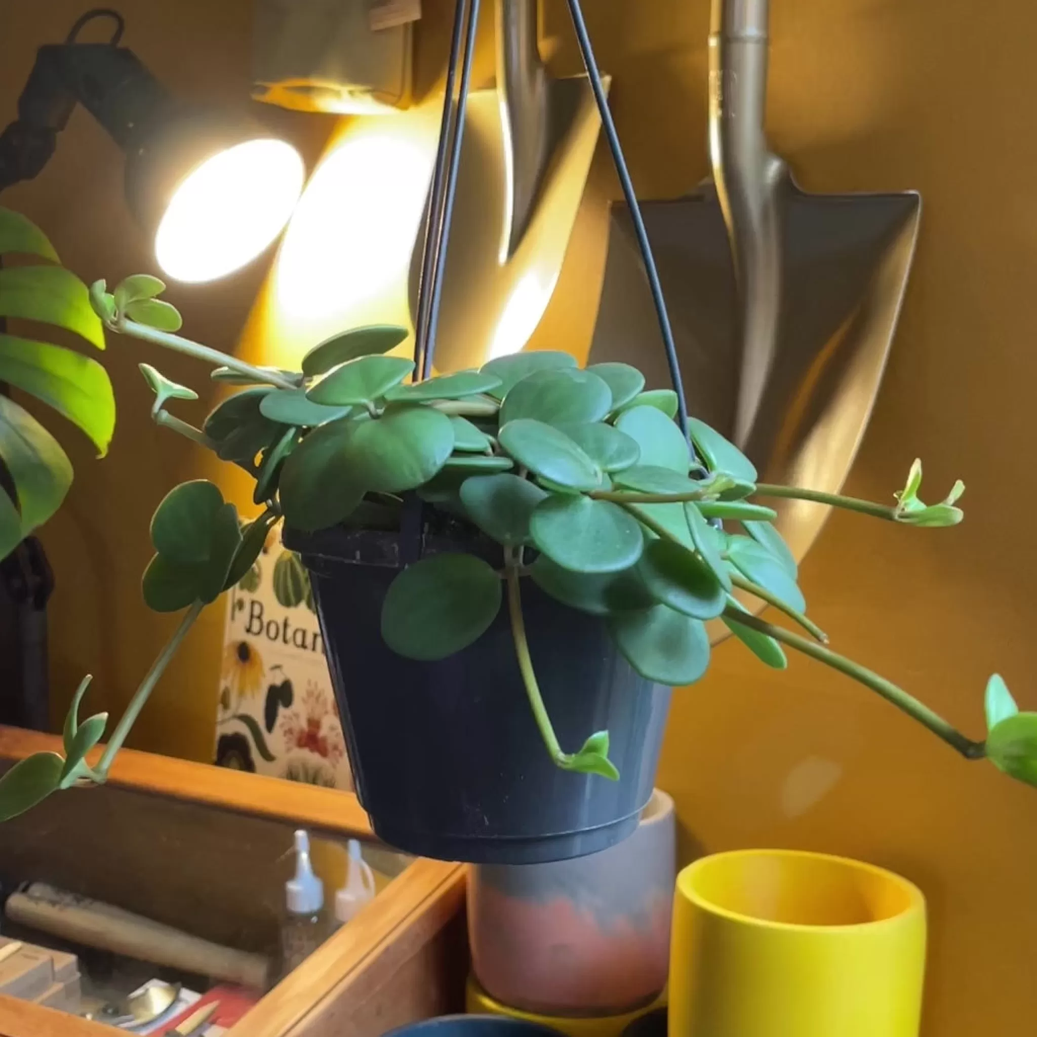 grow urban Peperomia ‘Hope’ (hangpot)- Pet Friendly | Trailing & Hanging Plants