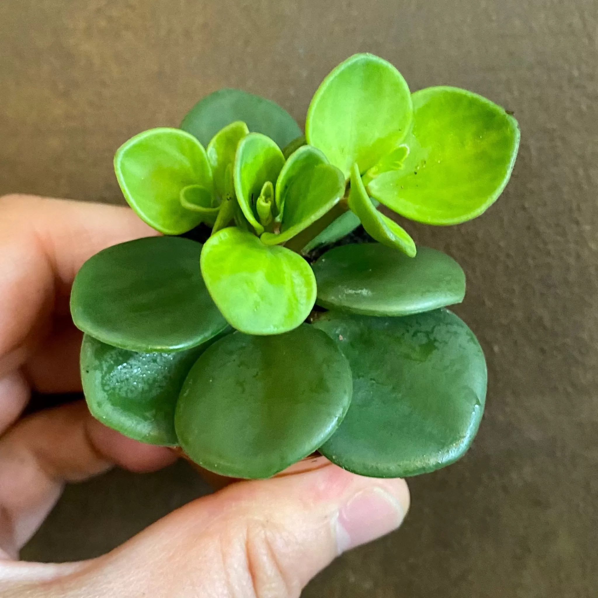 grow urban Peperomia ‘Hope’ (mini)- Pet Friendly | Succulents & Cacti