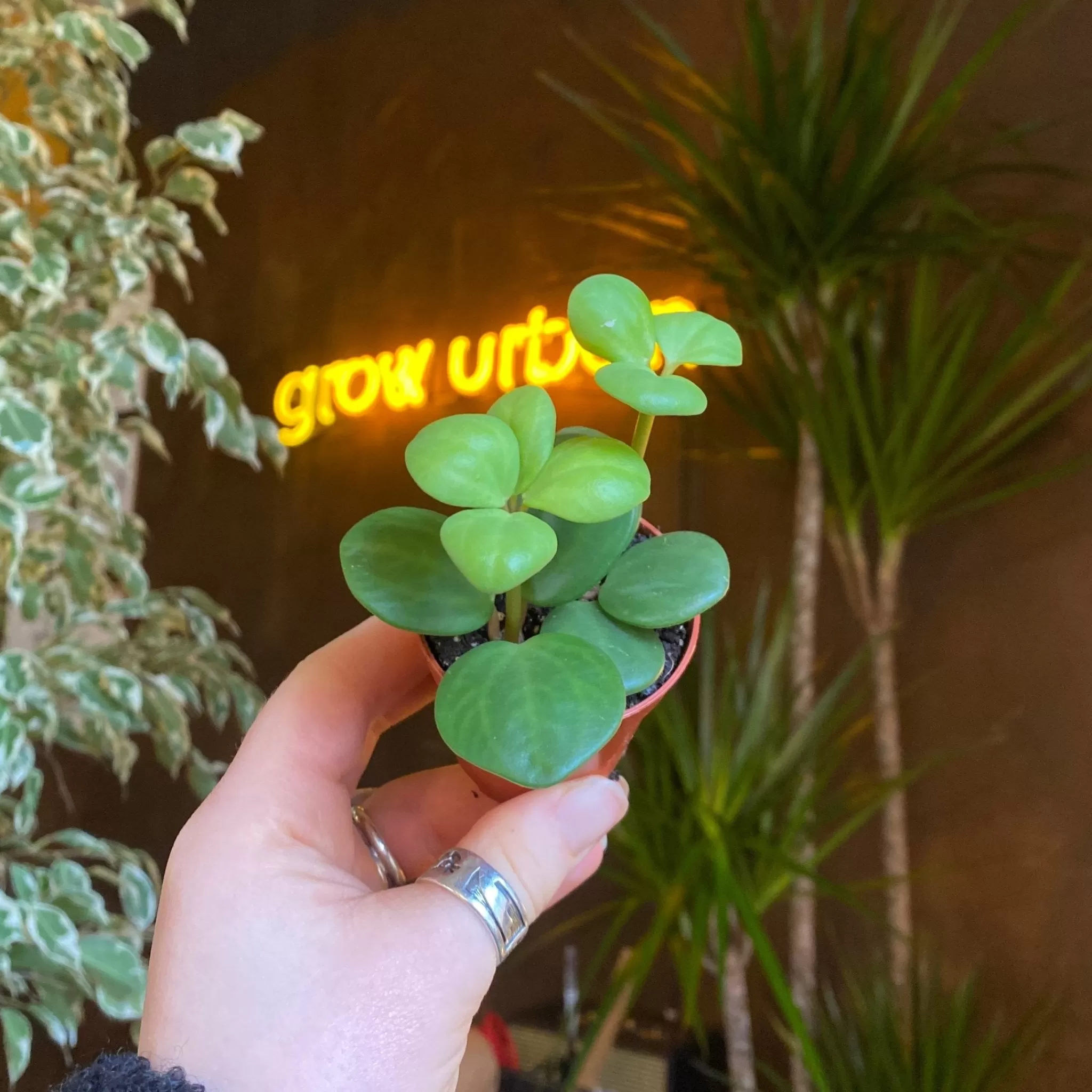 grow urban Peperomia ‘Hope’ (mini)- Pet Friendly | Succulents & Cacti