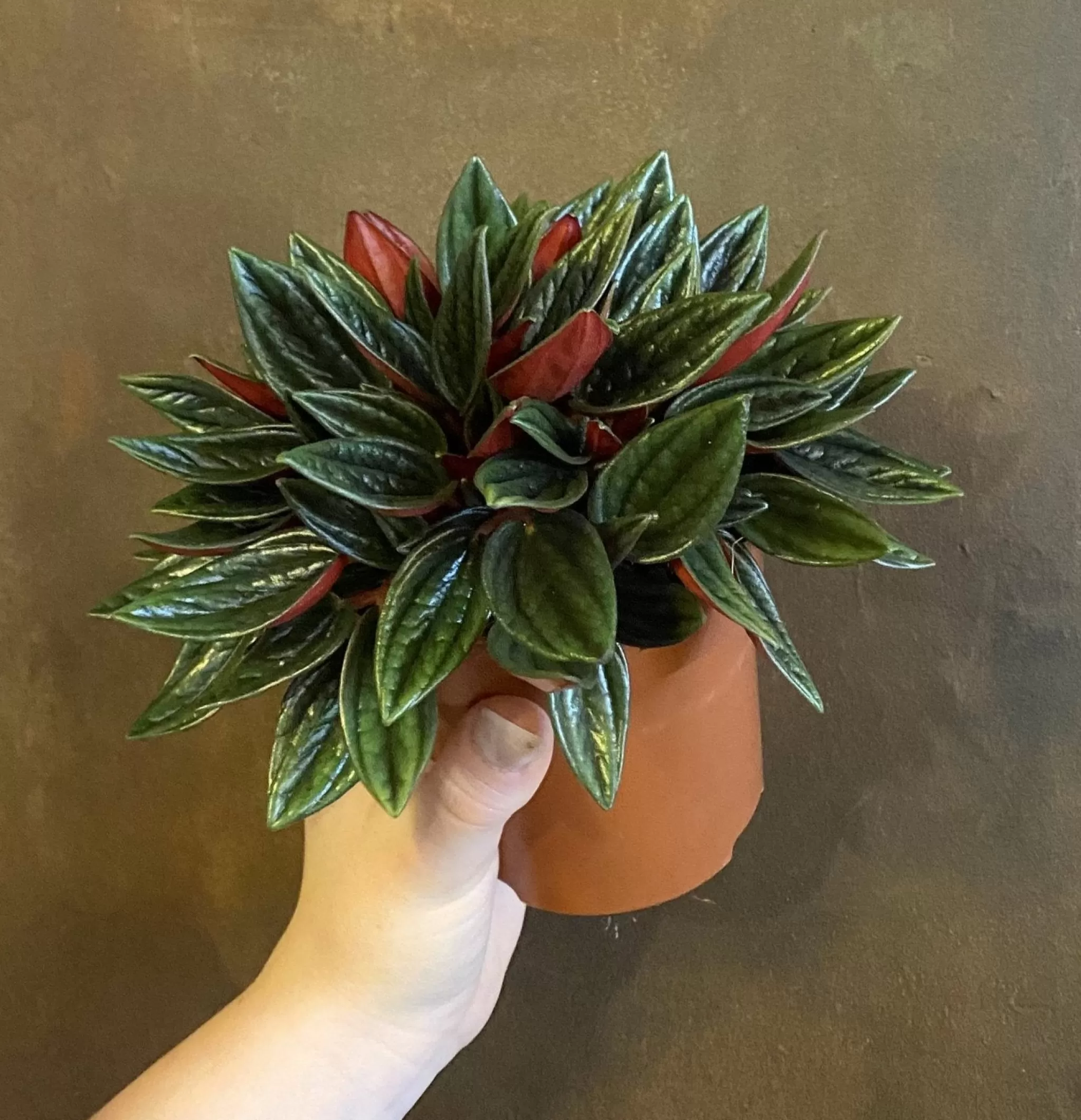 grow urban Peperomia ‘Rosso’- Pet Friendly | Foliage Plants