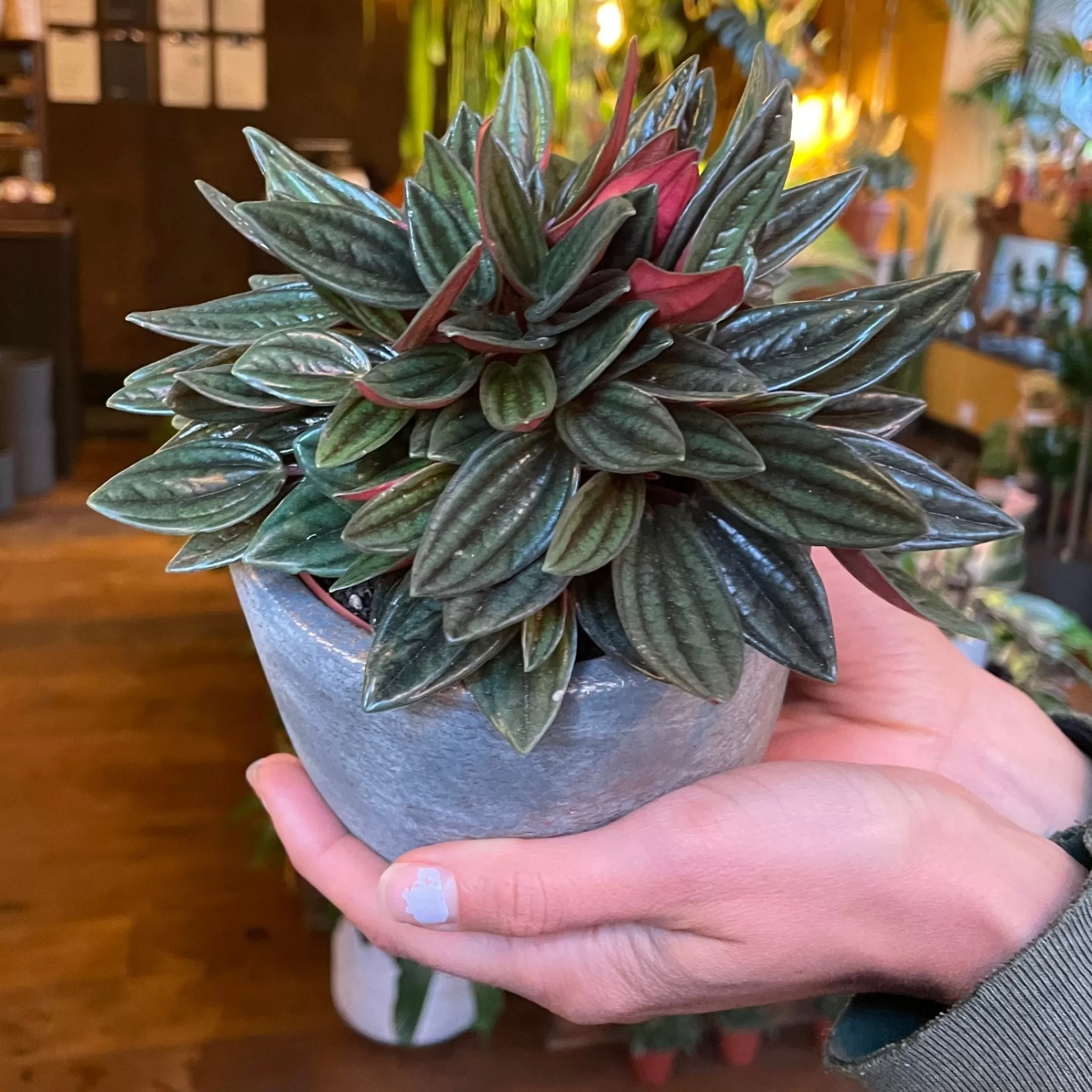 grow urban Peperomia ‘Rosso’- Pet Friendly | Foliage Plants