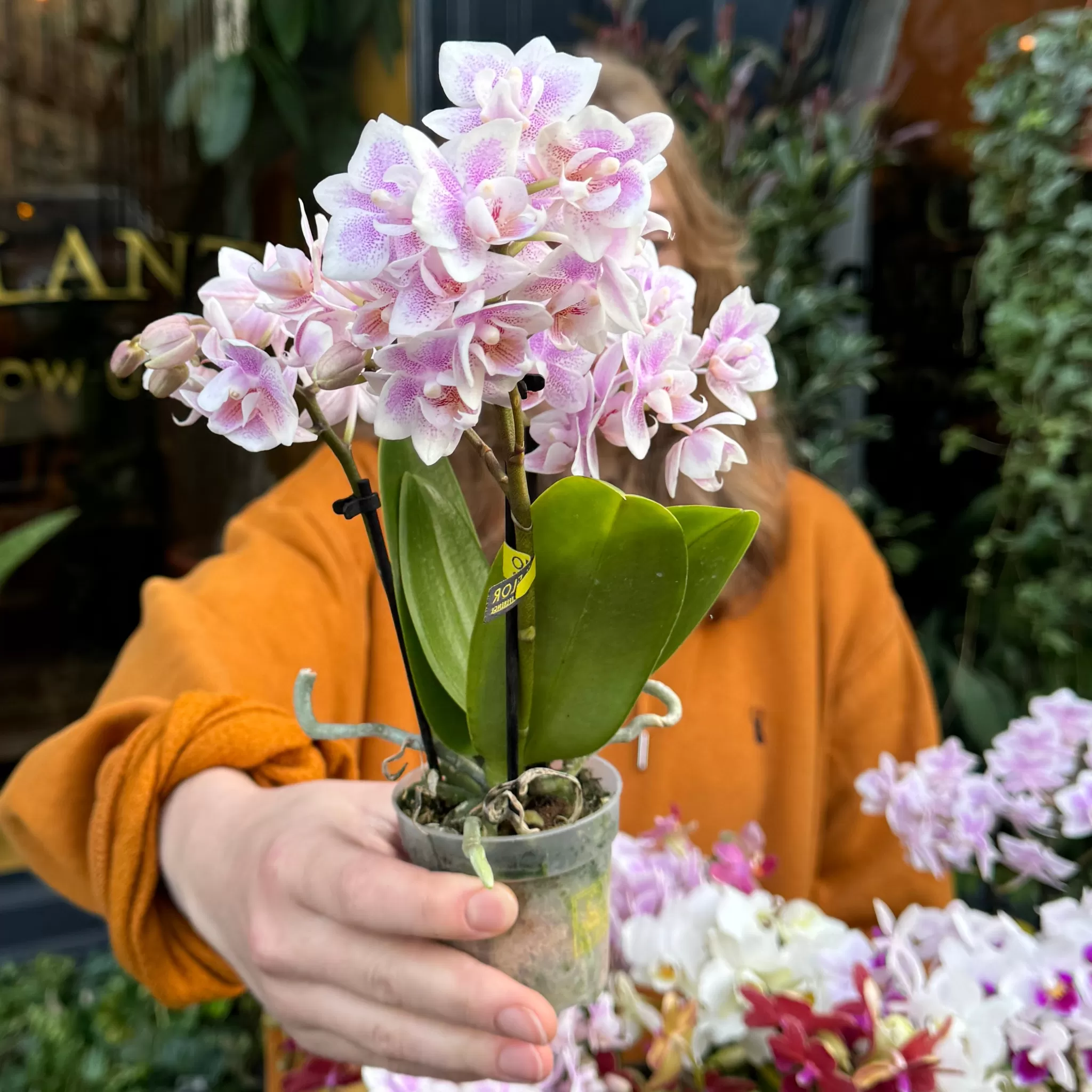 grow urban Phalaenopsis ‘Optifriend' (Lucky Dip)- Pet Friendly | Foliage Plants