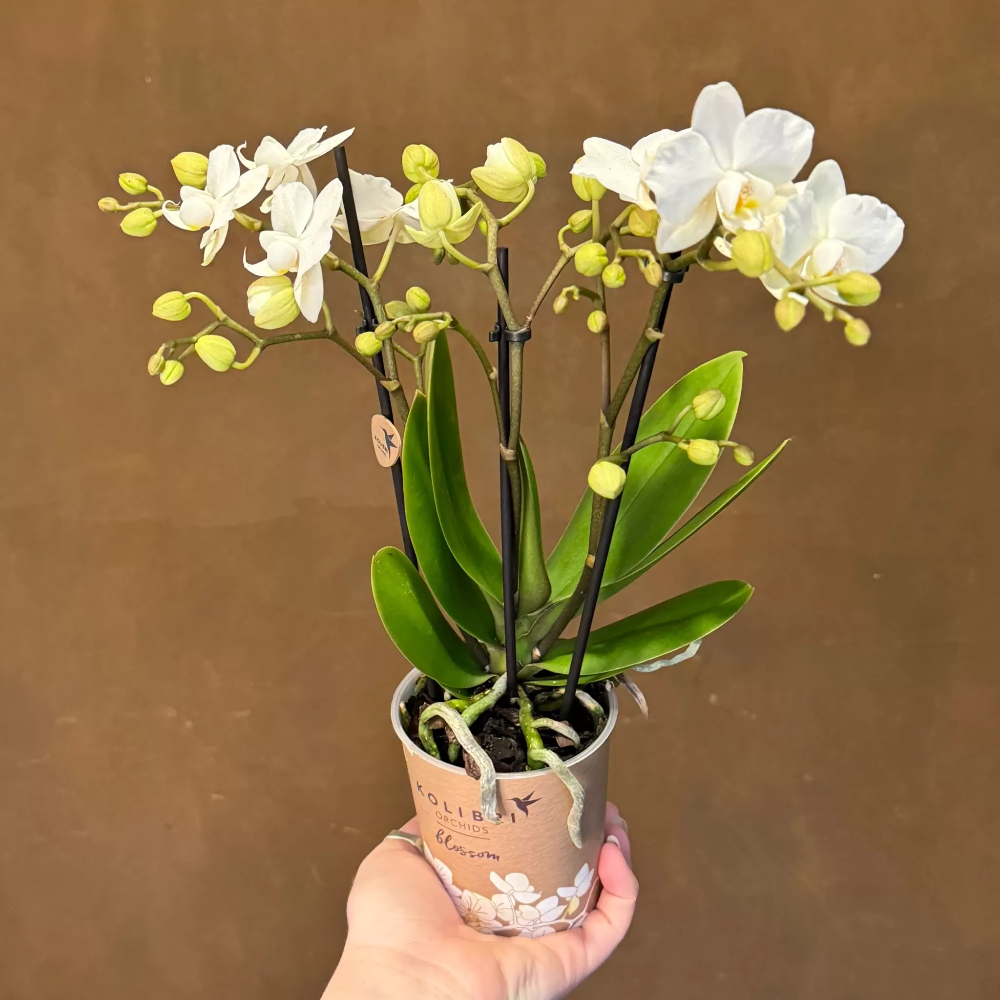 grow urban Phalaenopsis 'Zurich'- Pet Friendly | Foliage Plants